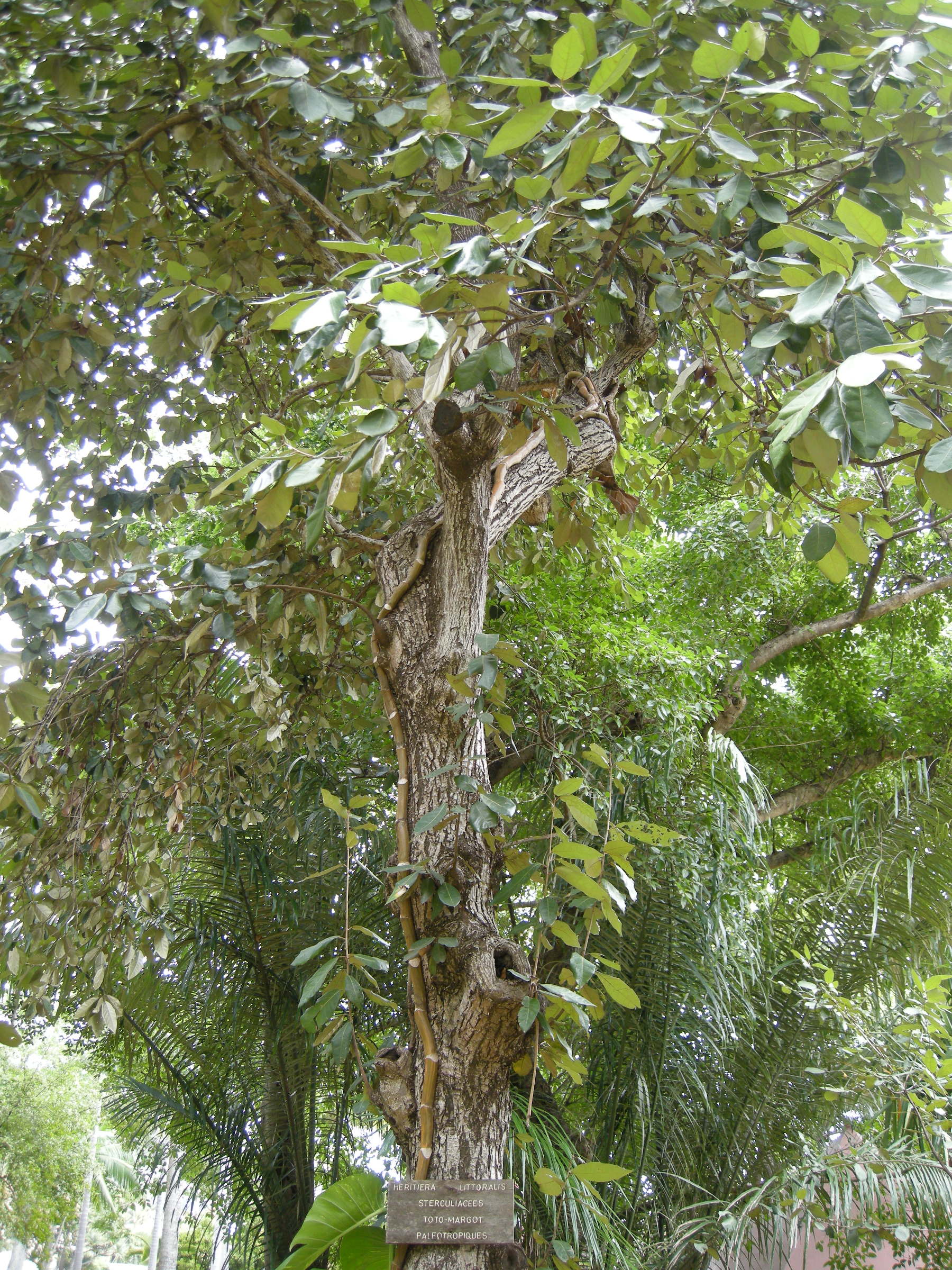 heritiera_littoralis3md