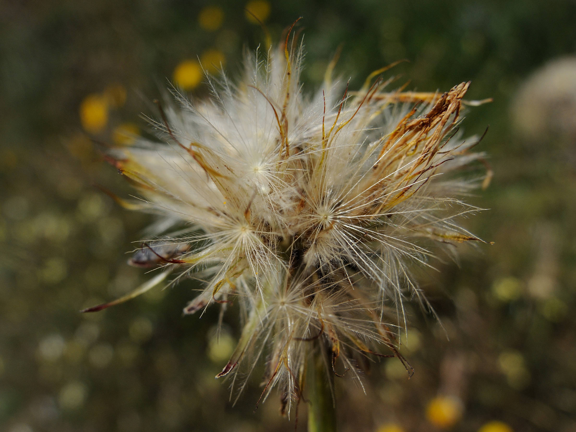 Afficher le média hypochaeris_radicata6md hypochaeris_radicata6md