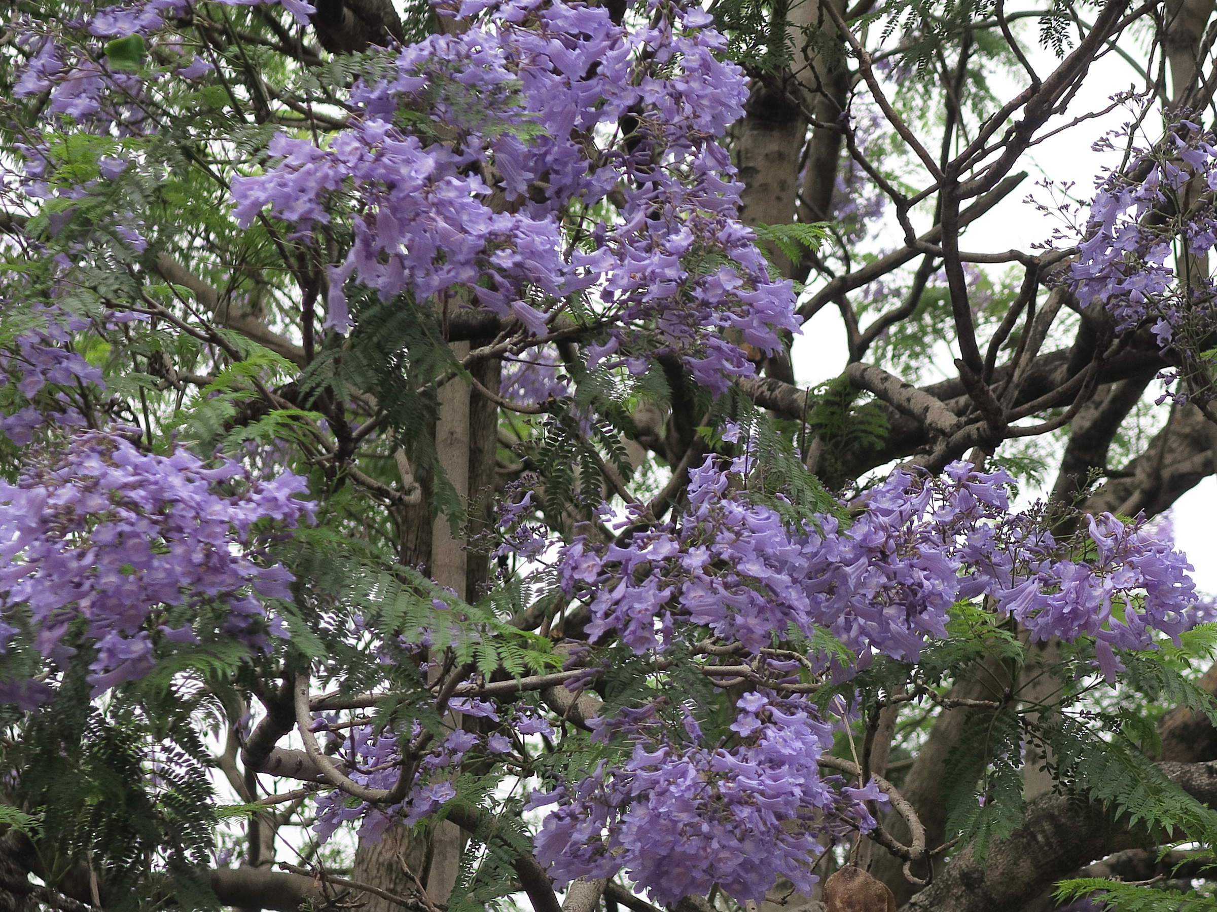 Afficher le média Jacaranda_mimosifolia Jacaranda_mimosifolia