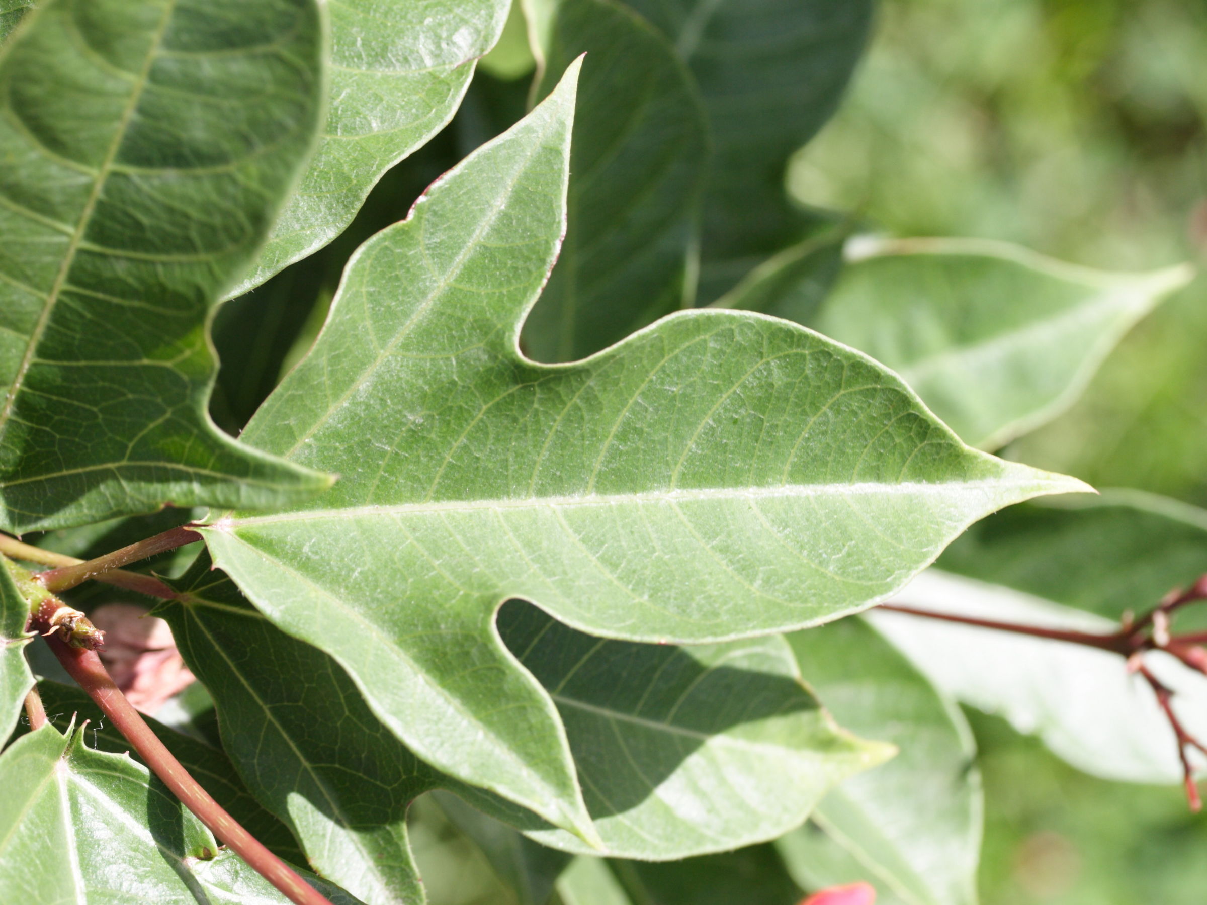 jatropha_integerrima8md