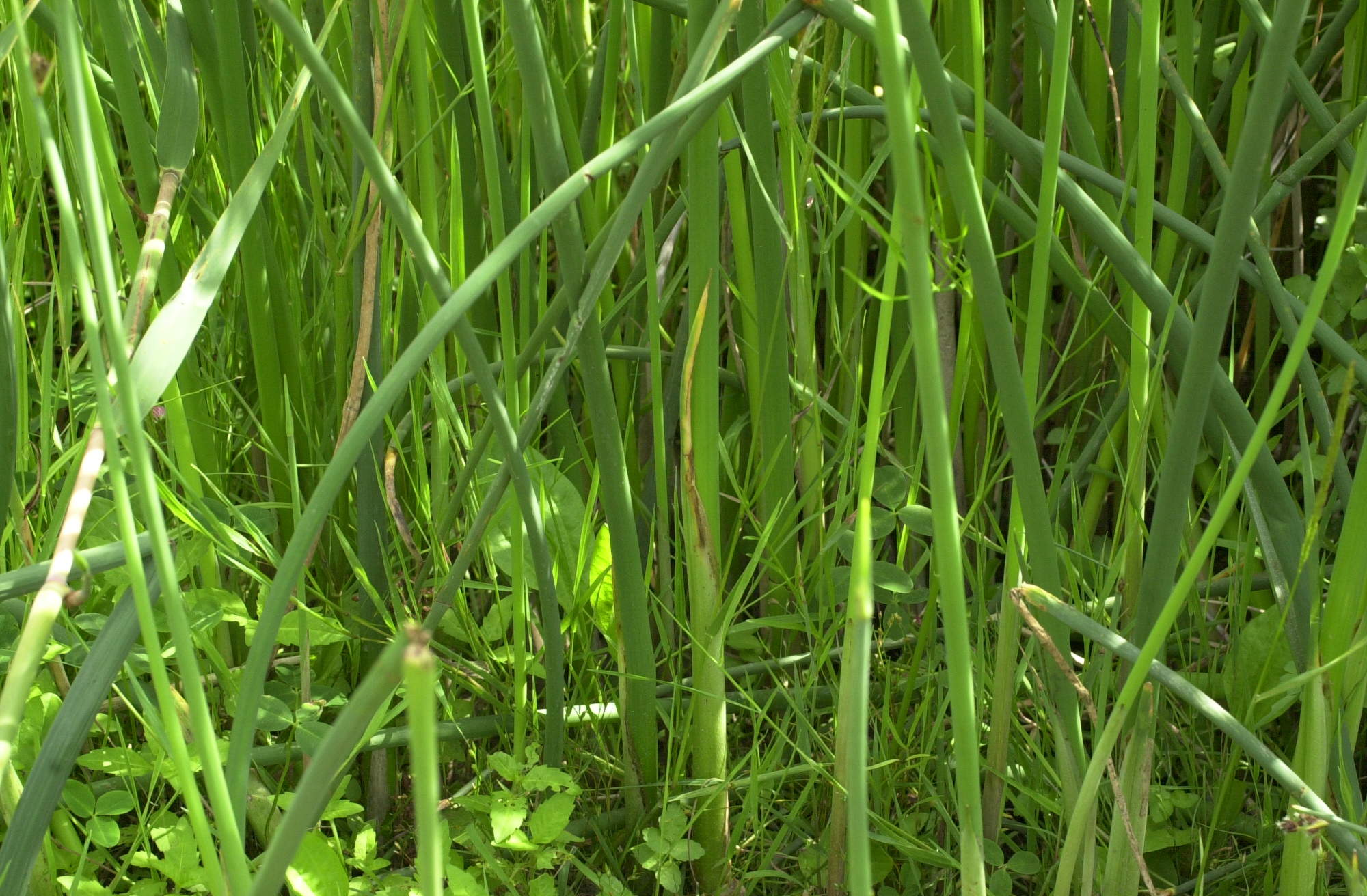 juncus_maritimus2amd