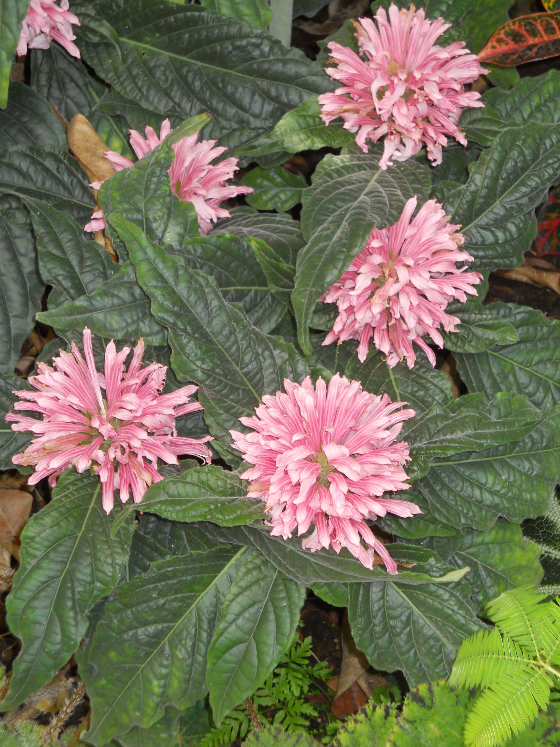 Afficher le média justicia_carnea3cc justicia_carnea3cc