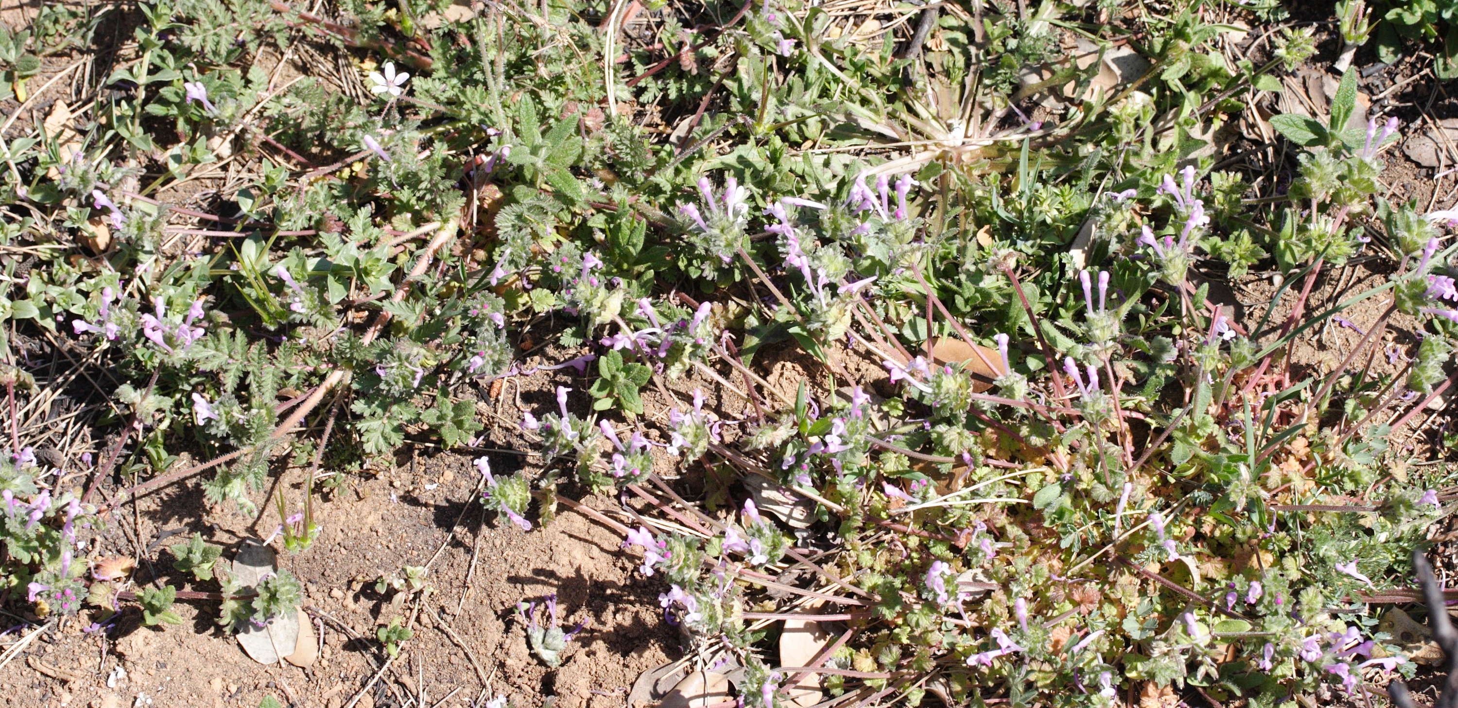 lamium_amplexicaule1md