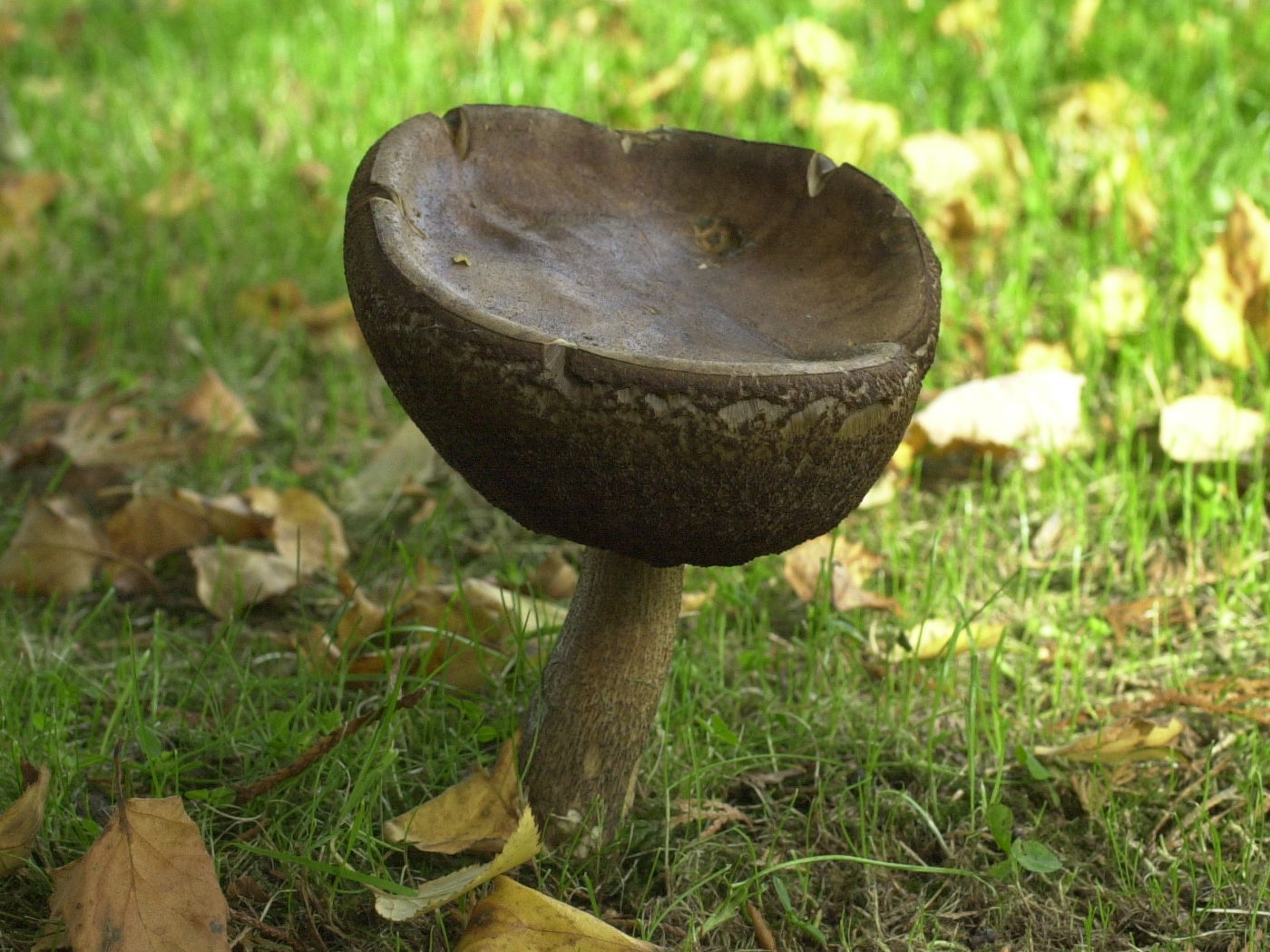 leccinum_scabrum2bd