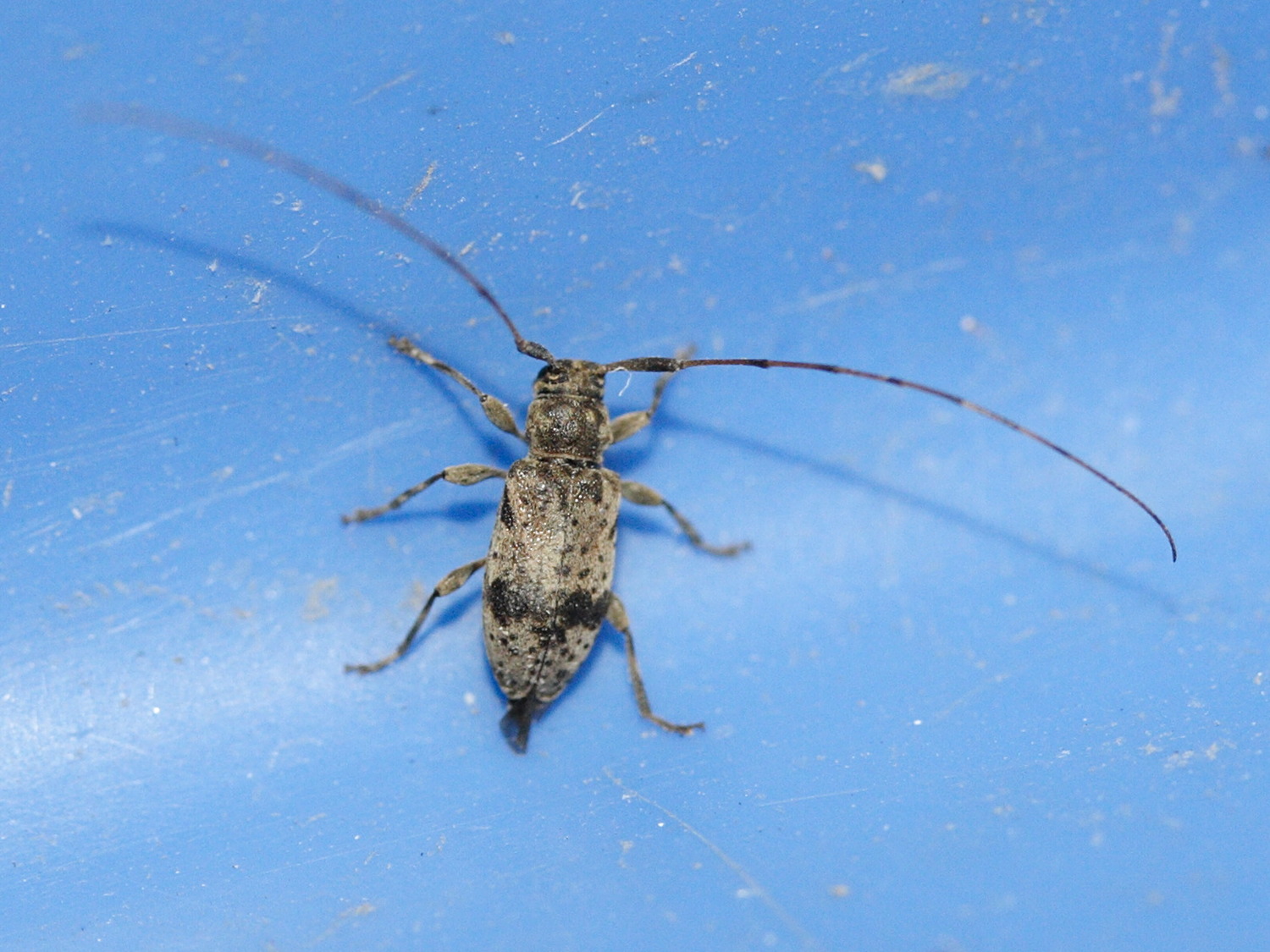 leiopus_nebulosus4md