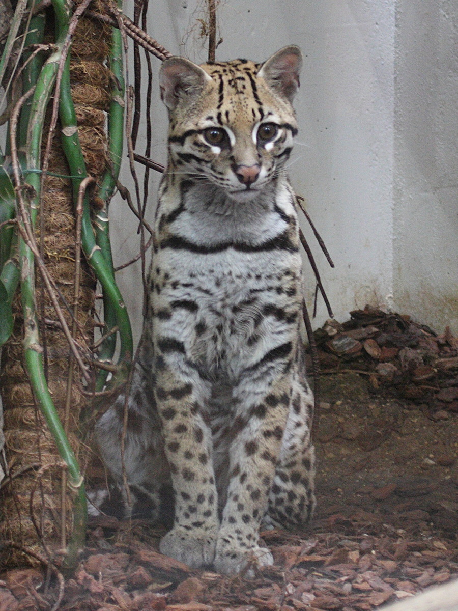 leopardus_pardalis2bd