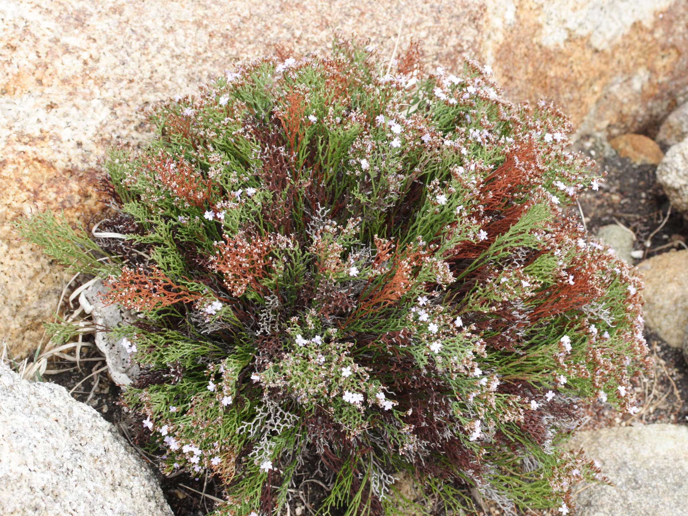 Afficher le média limonium_articulatum3md limonium_articulatum3md
