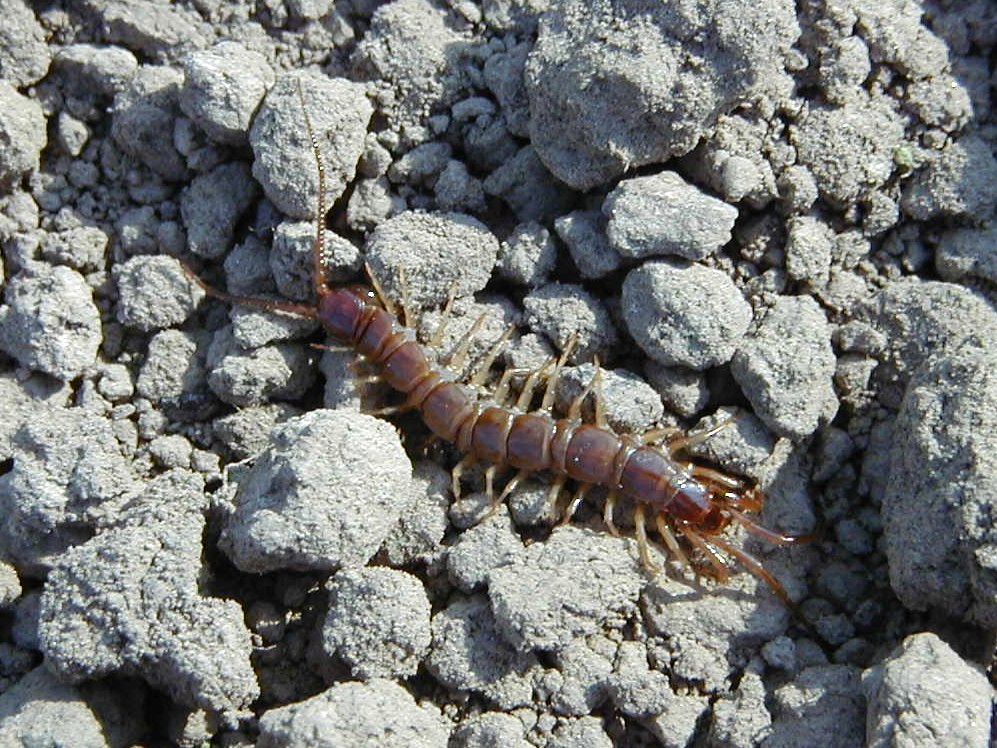 Afficher le média lithobius_forficatus1md lithobius_forficatus1md