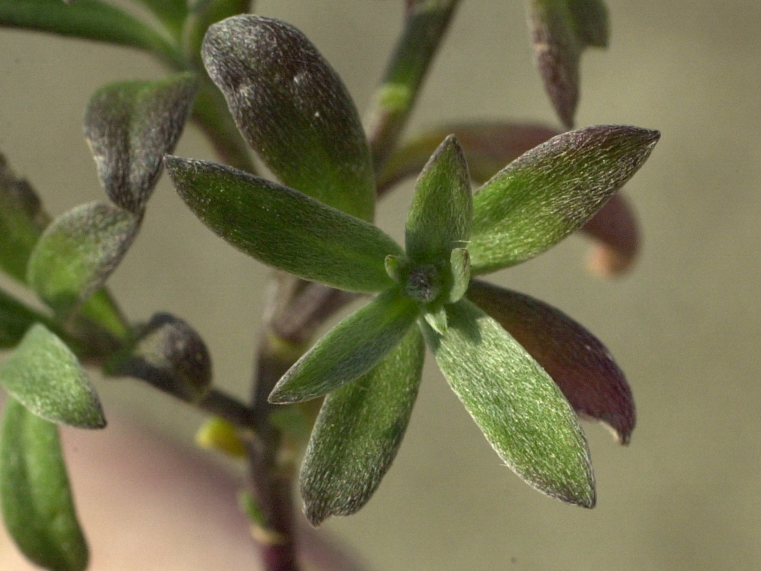 Afficher le média lobularia_maritima2md lobularia_maritima2md