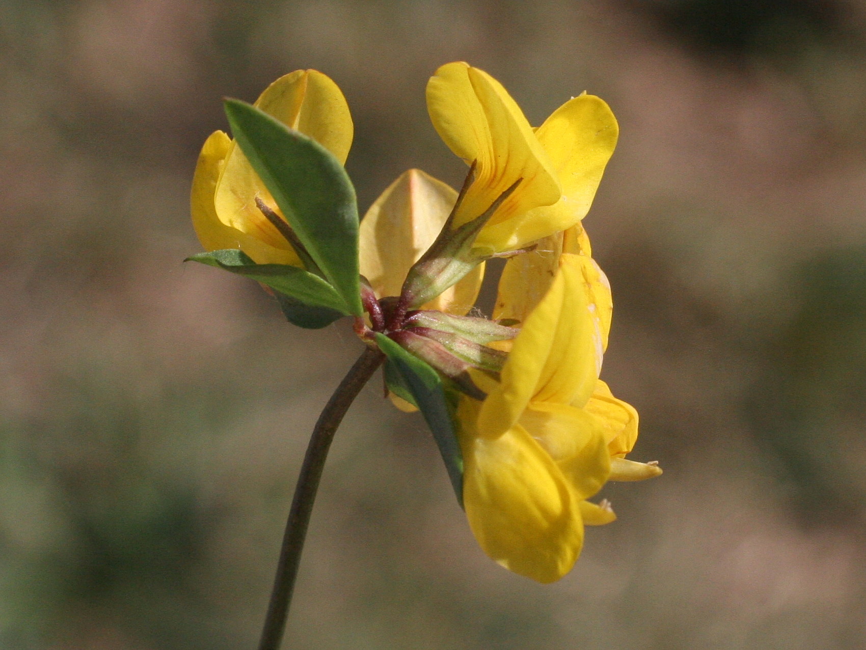 Afficher le média Lotus_pedunculatus Lotus_pedunculatus