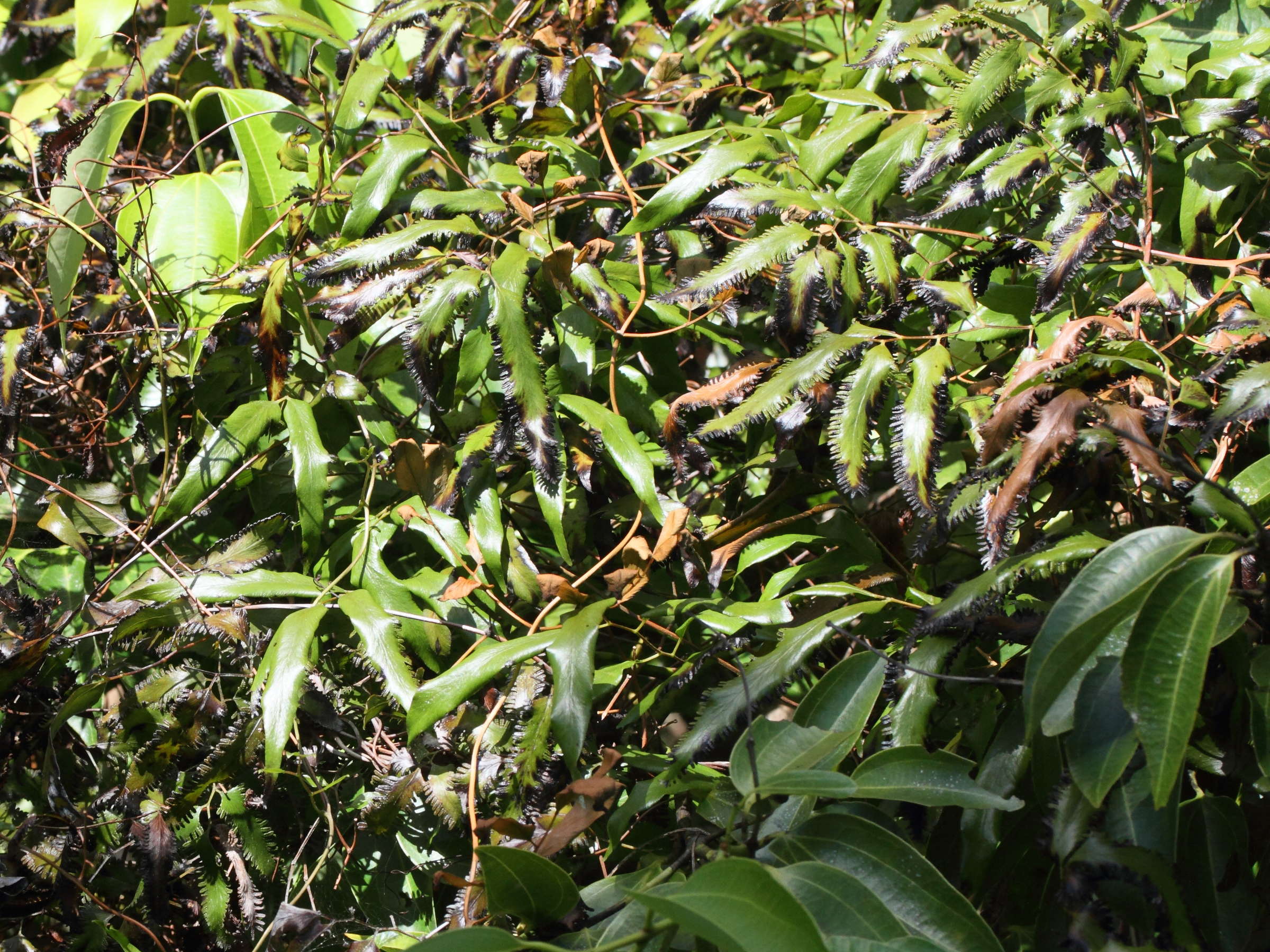 lygodium_lanceolatum1md