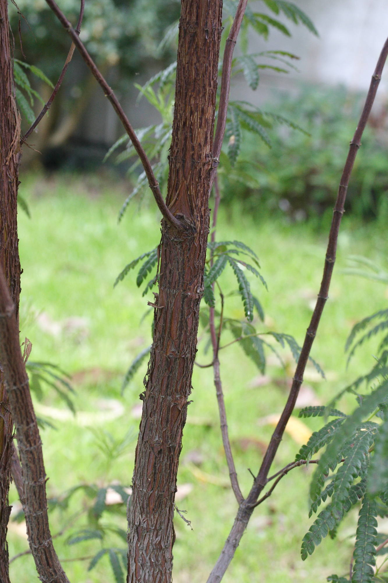Afficher le média lyonothamnus_floribundus_aspleniifolia2md lyonothamnus_floribundus_aspleniifolia2md