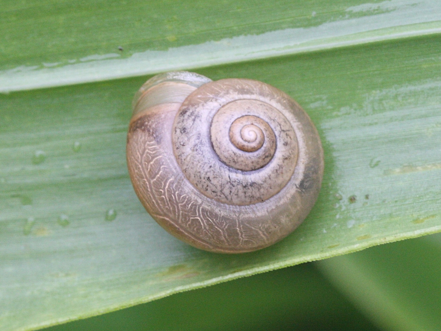 macrochlamys_indica2md