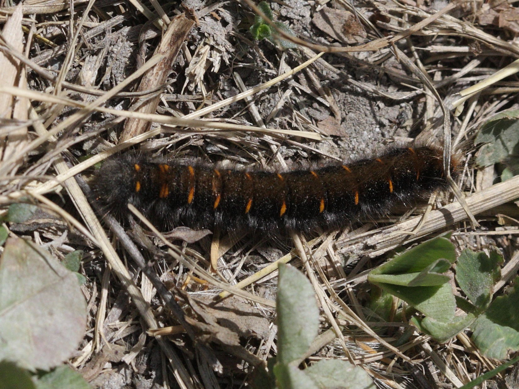 Afficher le média macrothylacia_rubi_ch3bd macrothylacia_rubi_ch3bd