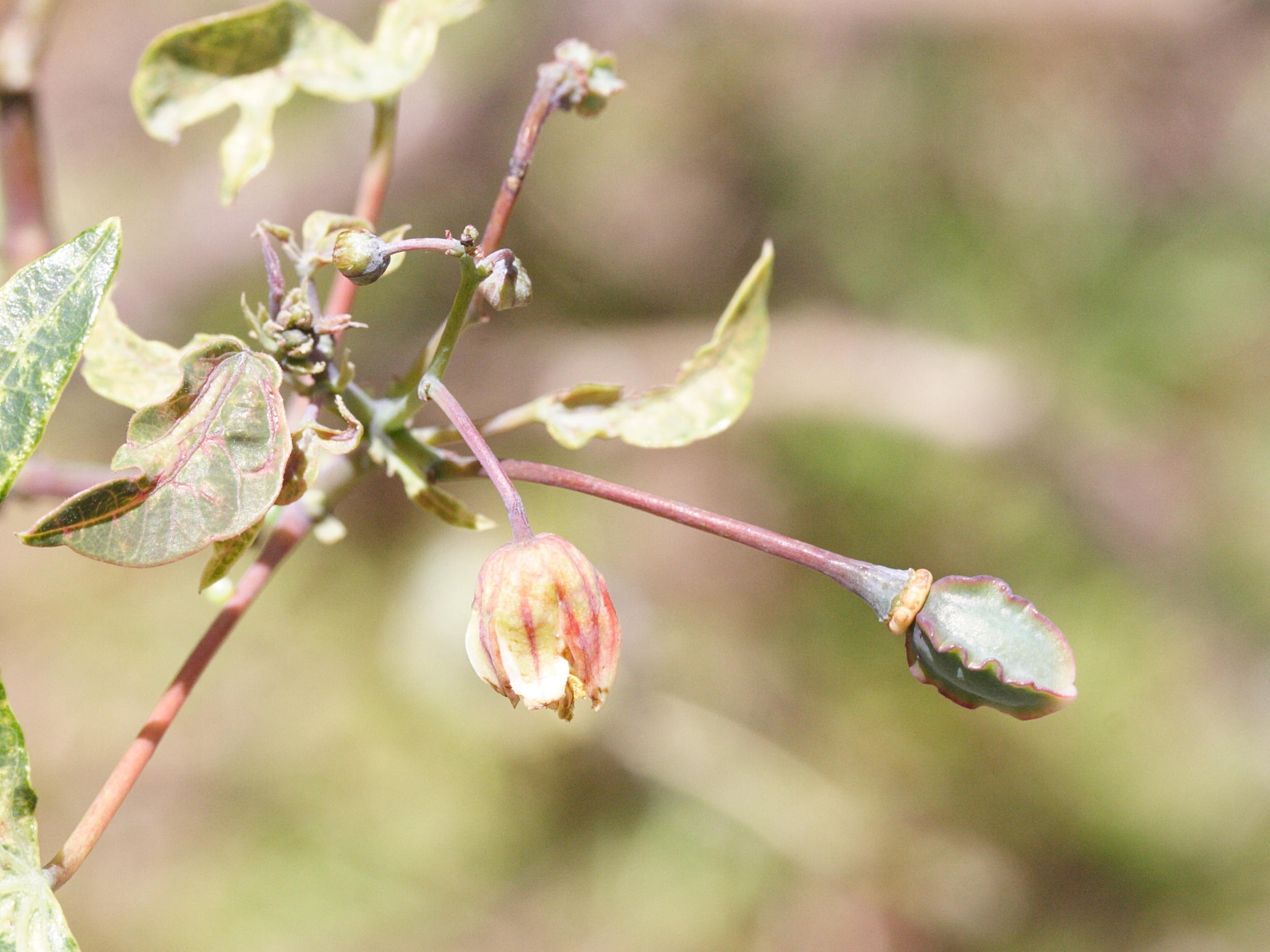 Afficher le média manihot_esculenta7md manihot_esculenta7md