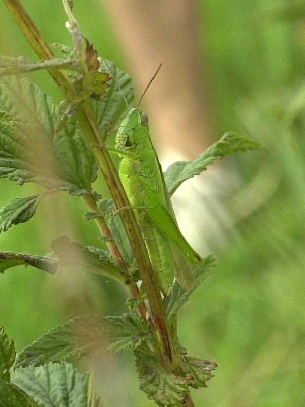 mecostethus_alliaceus3md