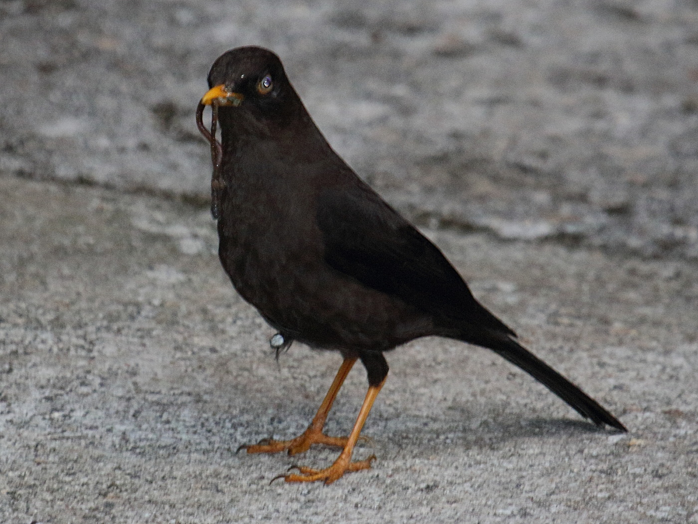 merle_fuligineux_-_turdus_nigrescens3bd