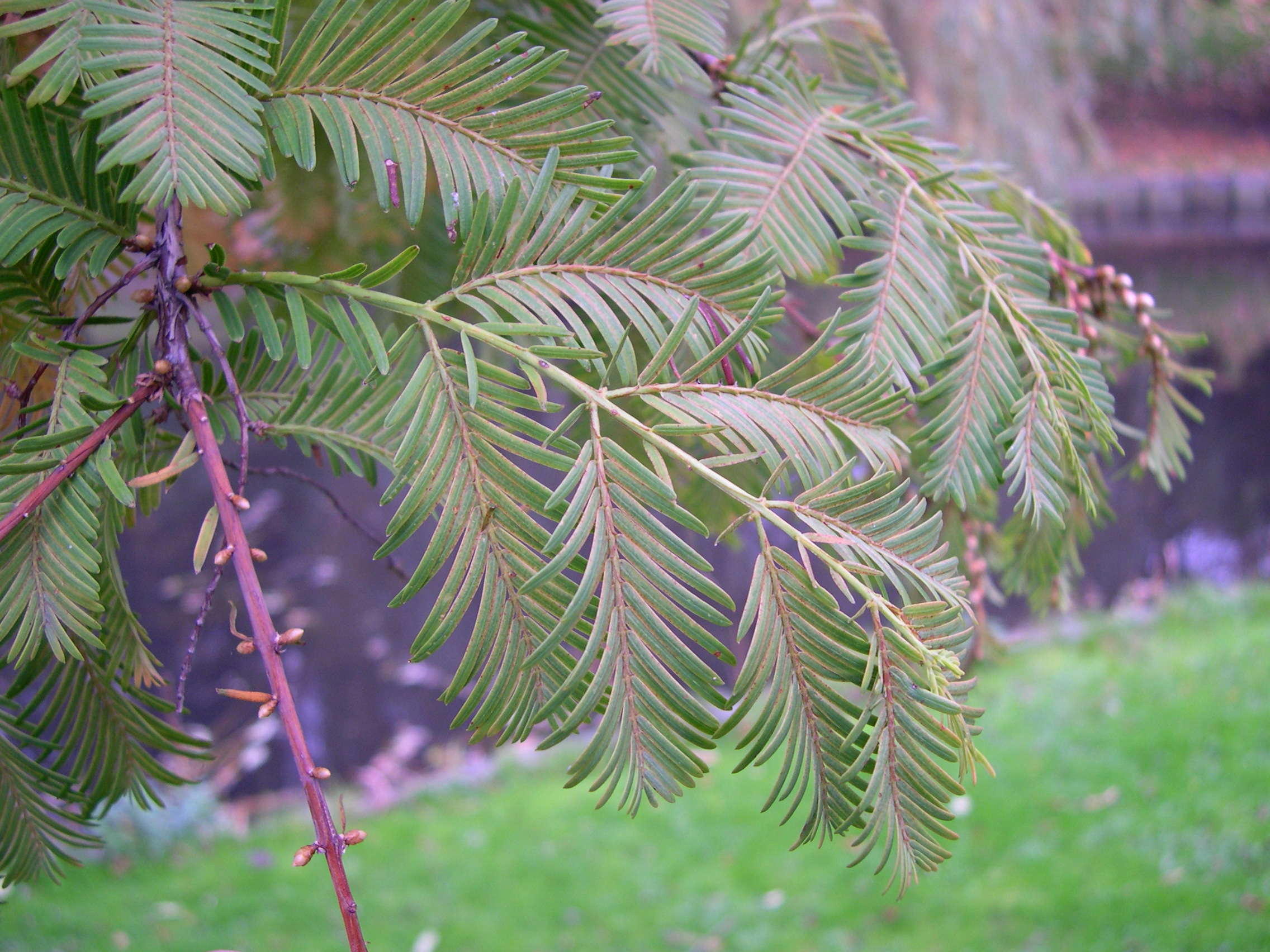 metasequoia_glyptostroboides3md