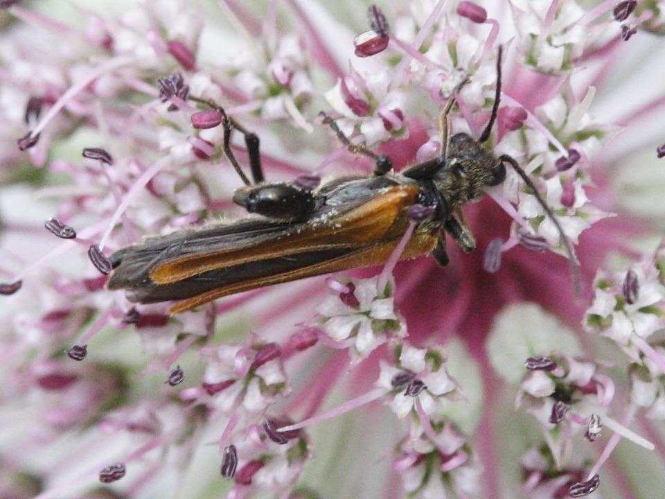 oedemera_femorata2md
