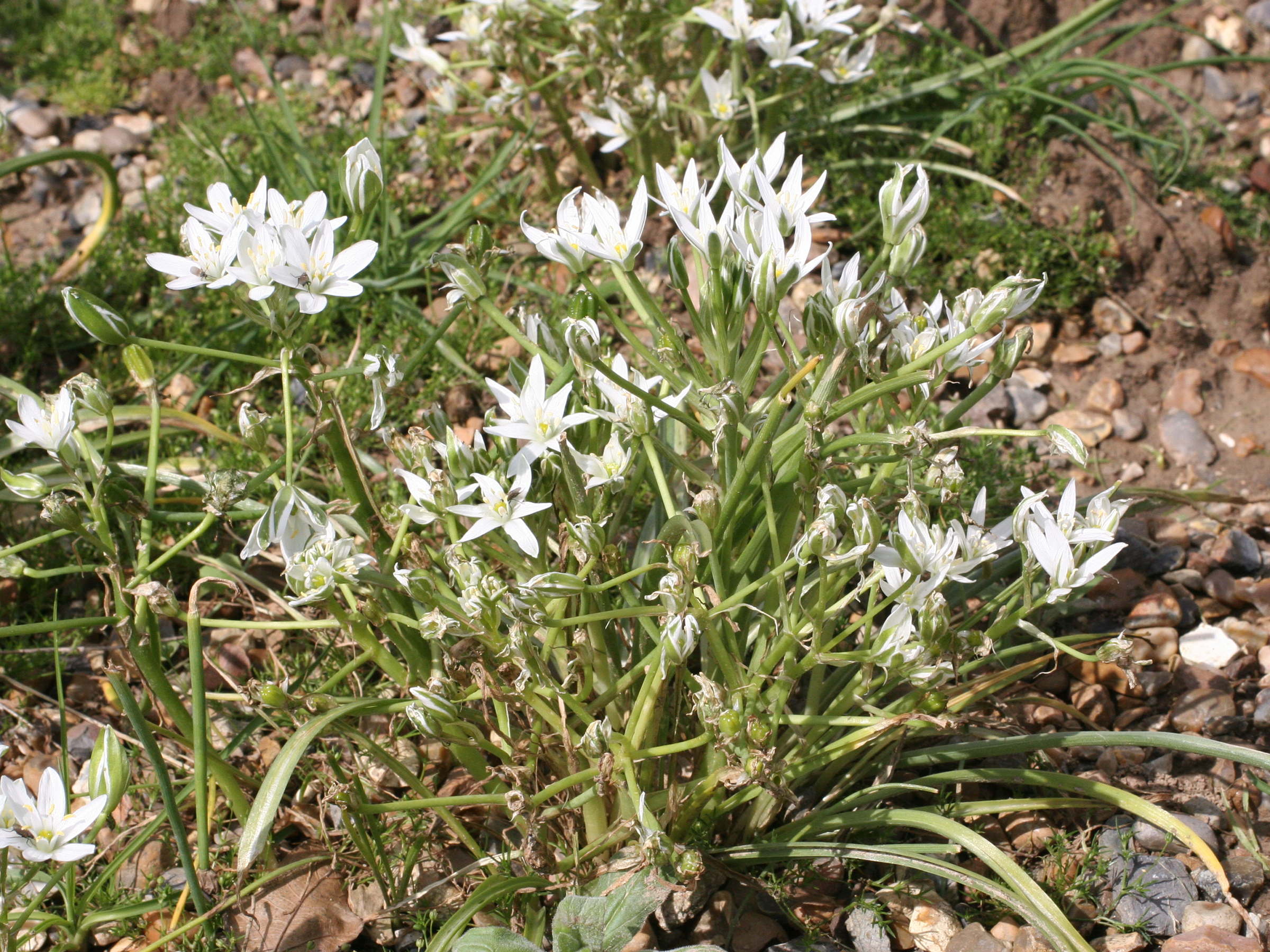 Afficher le média ornithogalum_umbellatum3md ornithogalum_umbellatum3md