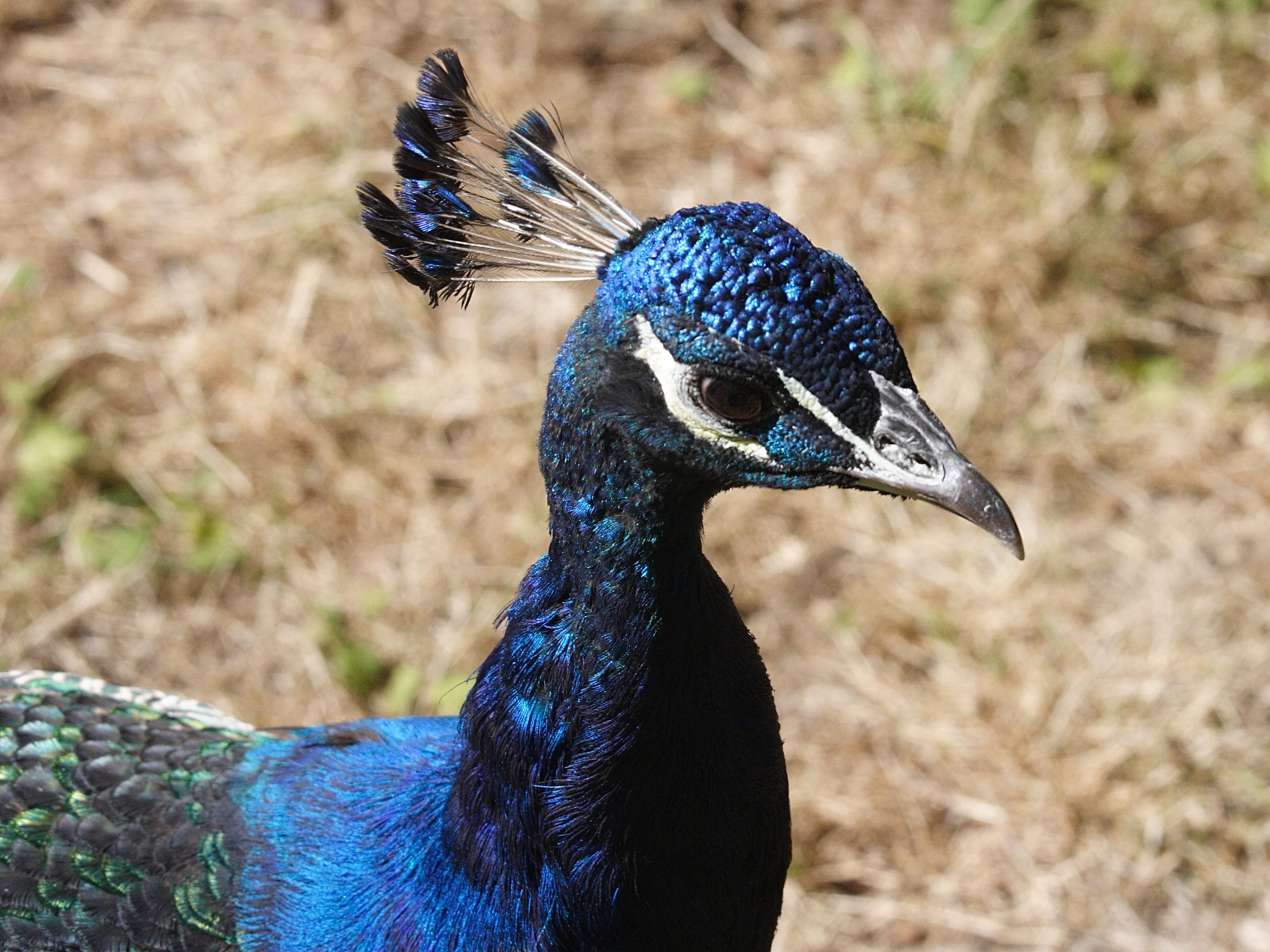 paon_-_pavo_cristatus4md