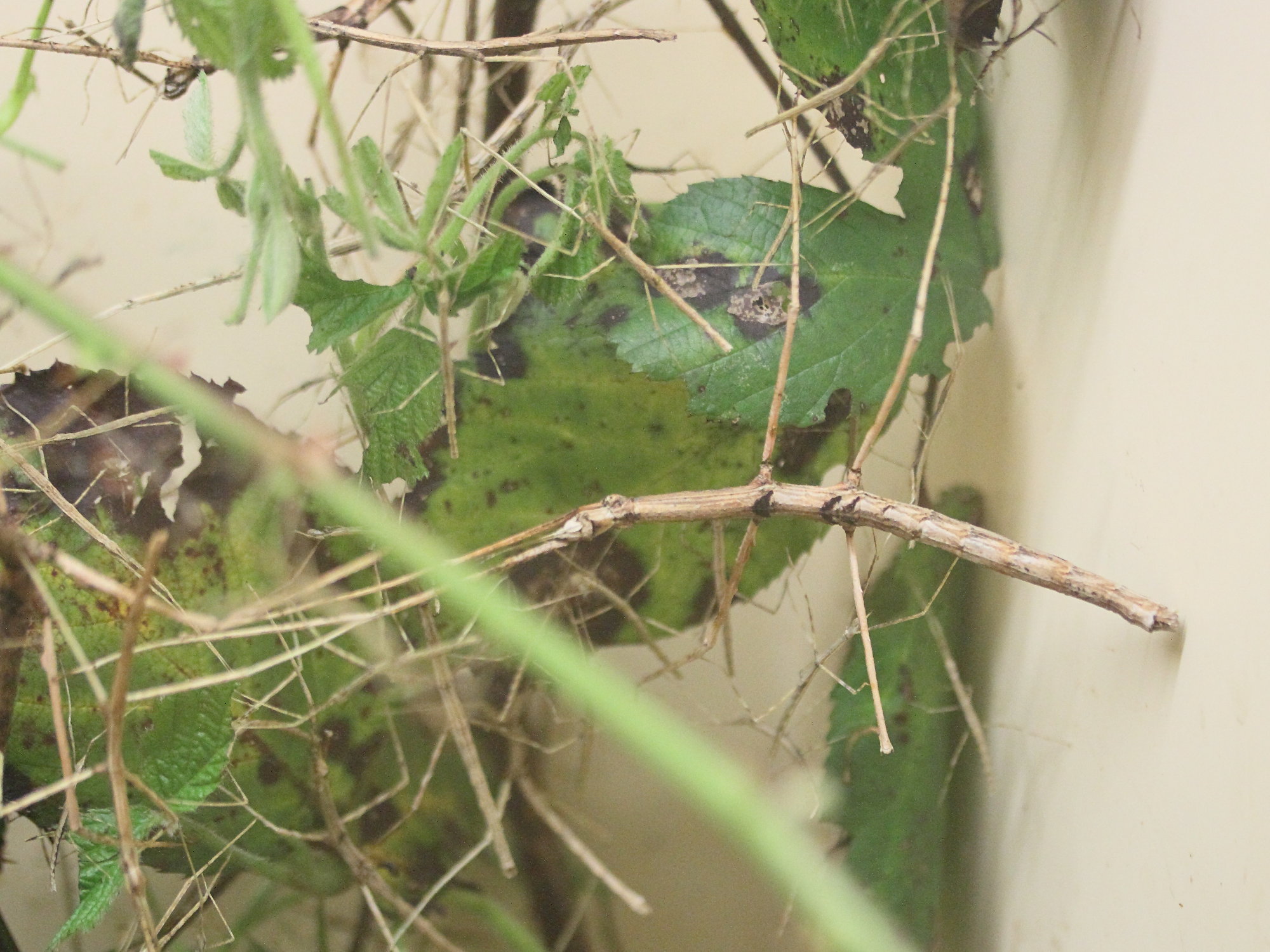 parapachymorpha_zomproi2md