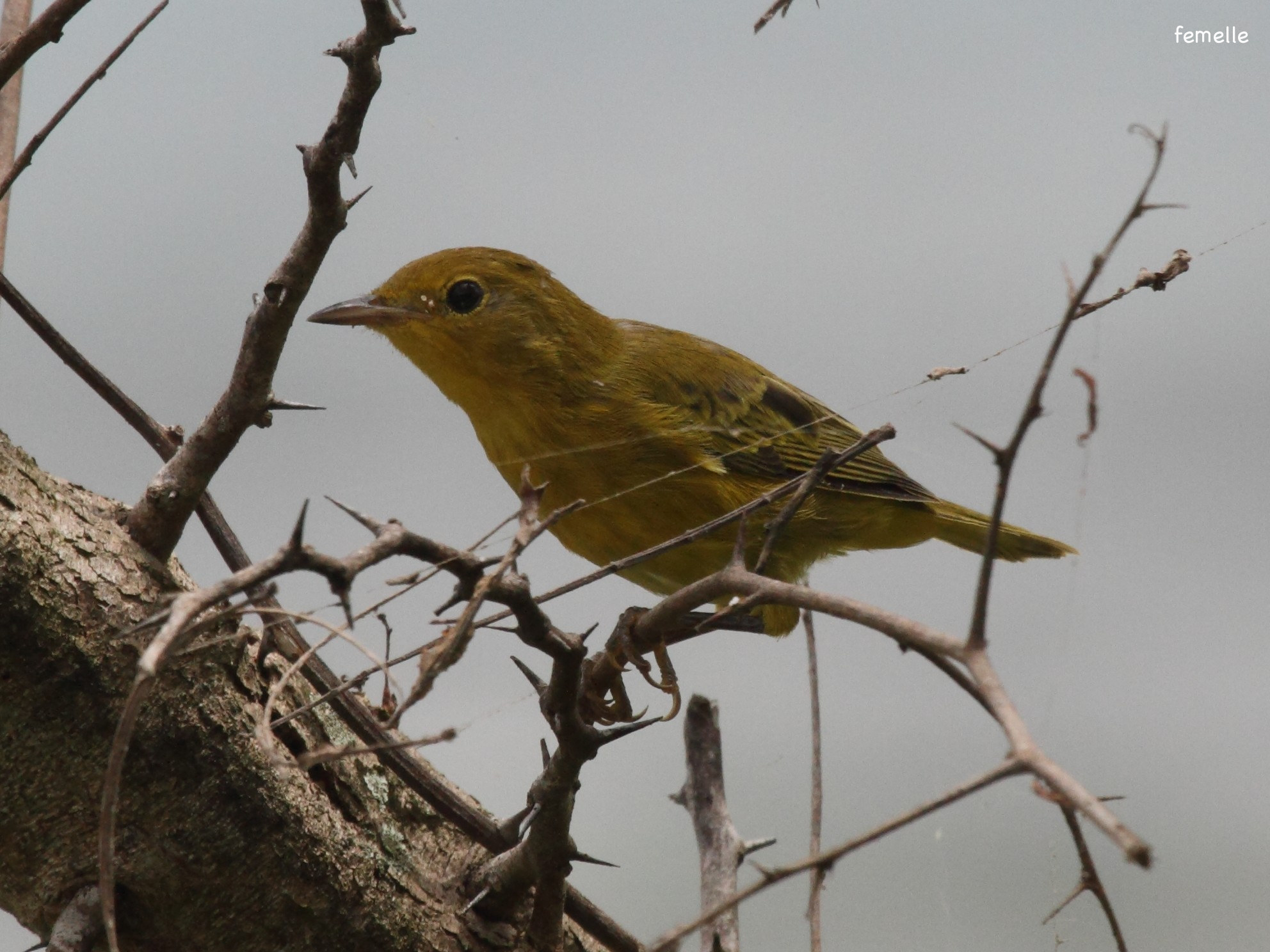 paruline_jaune_-_dendroica_petechia6bd