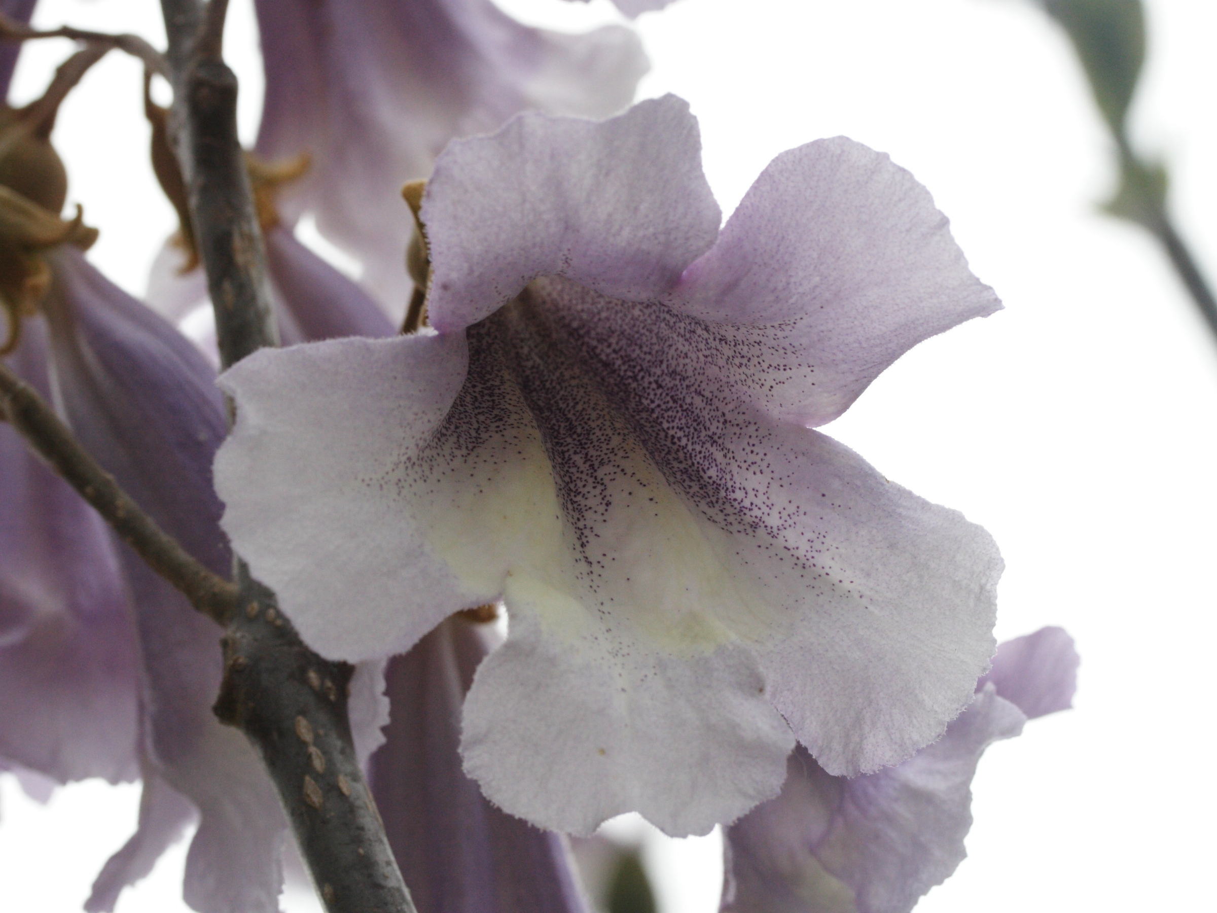 paulownia_fortunei2md