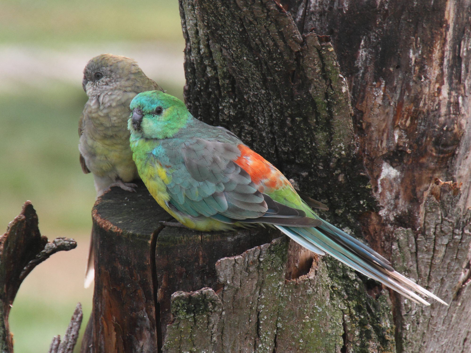 perruche_a_croupion_rouge_-_psephotus_haematonotus1md