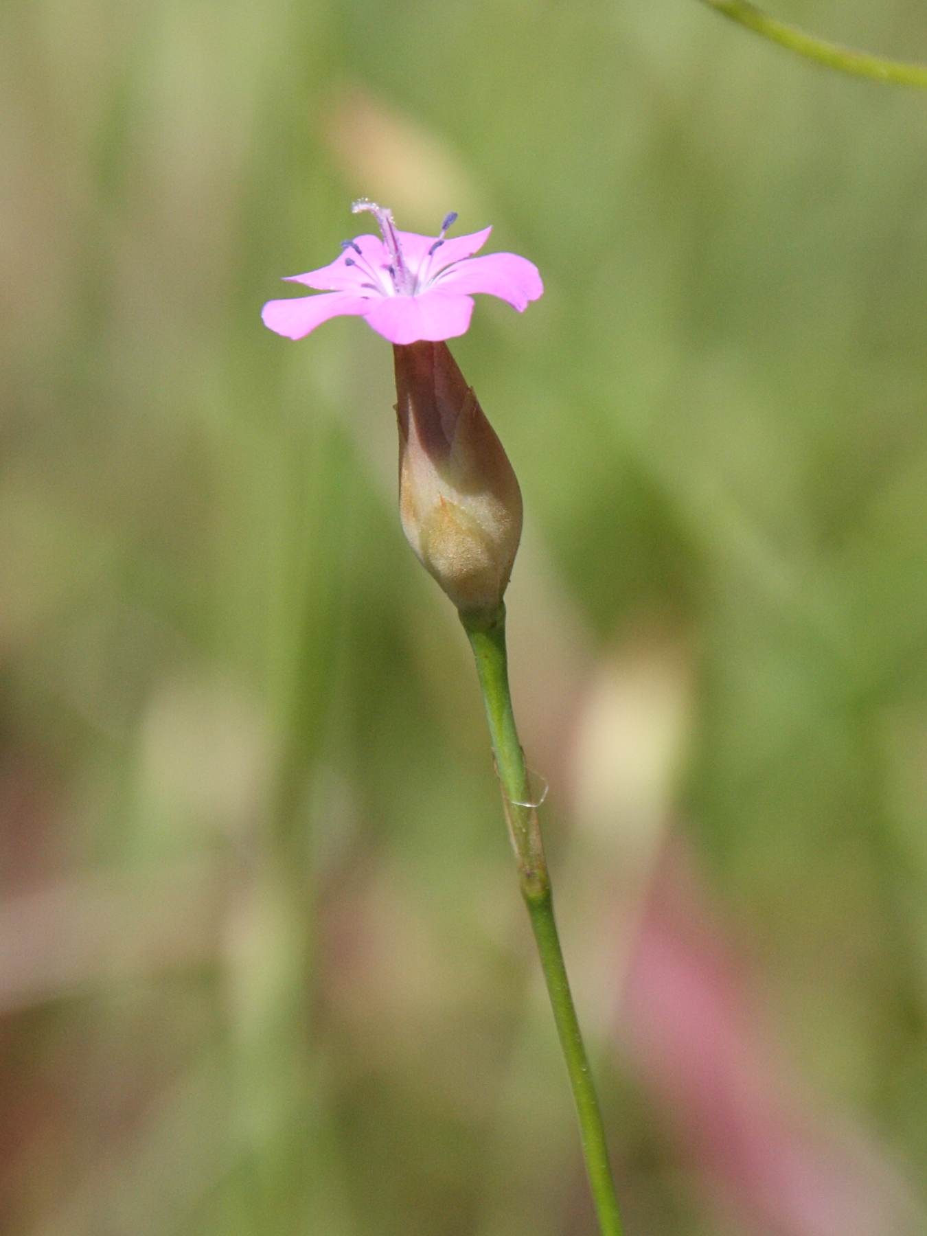 petrorhagia_dubia4bd