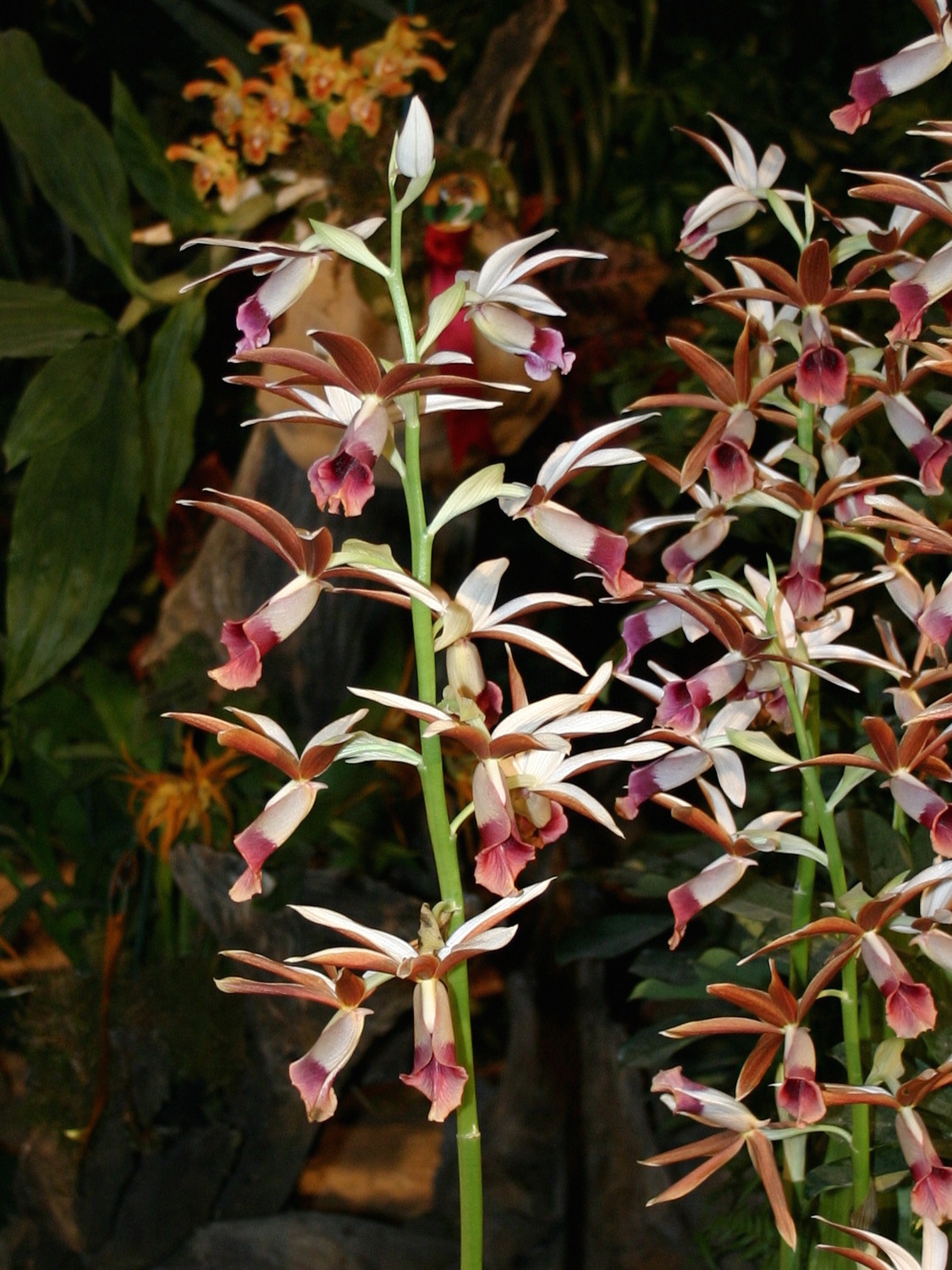 phaius_tankervilleae3sd