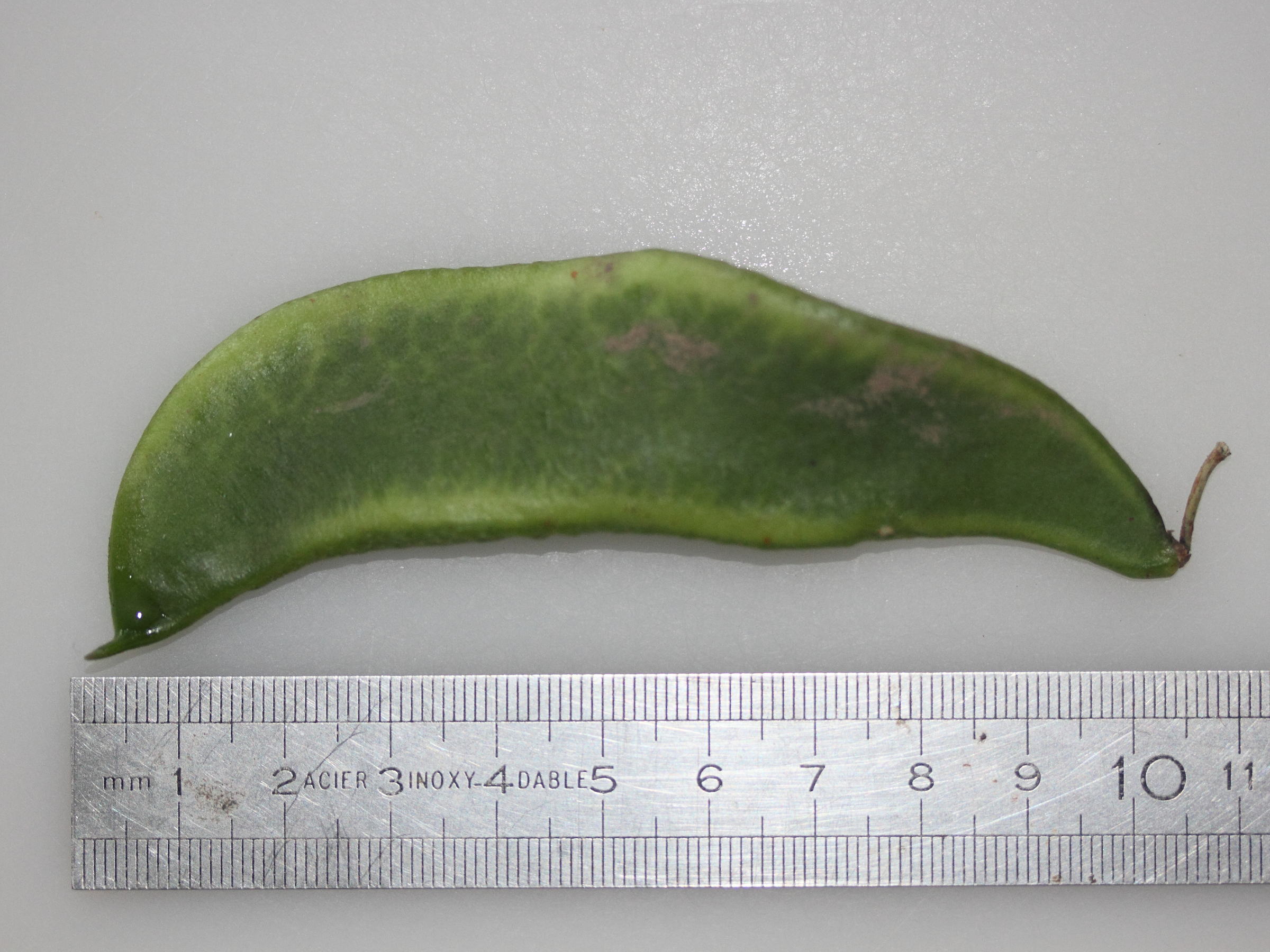 phaseolus_lunatus4md