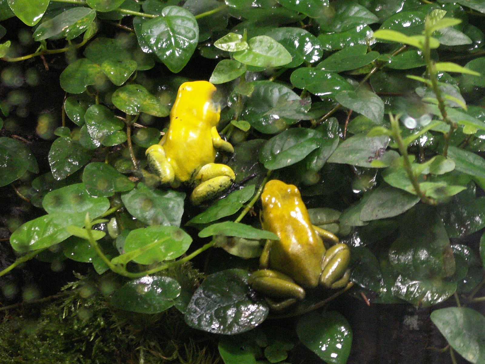 phyllobates_terribilis1md