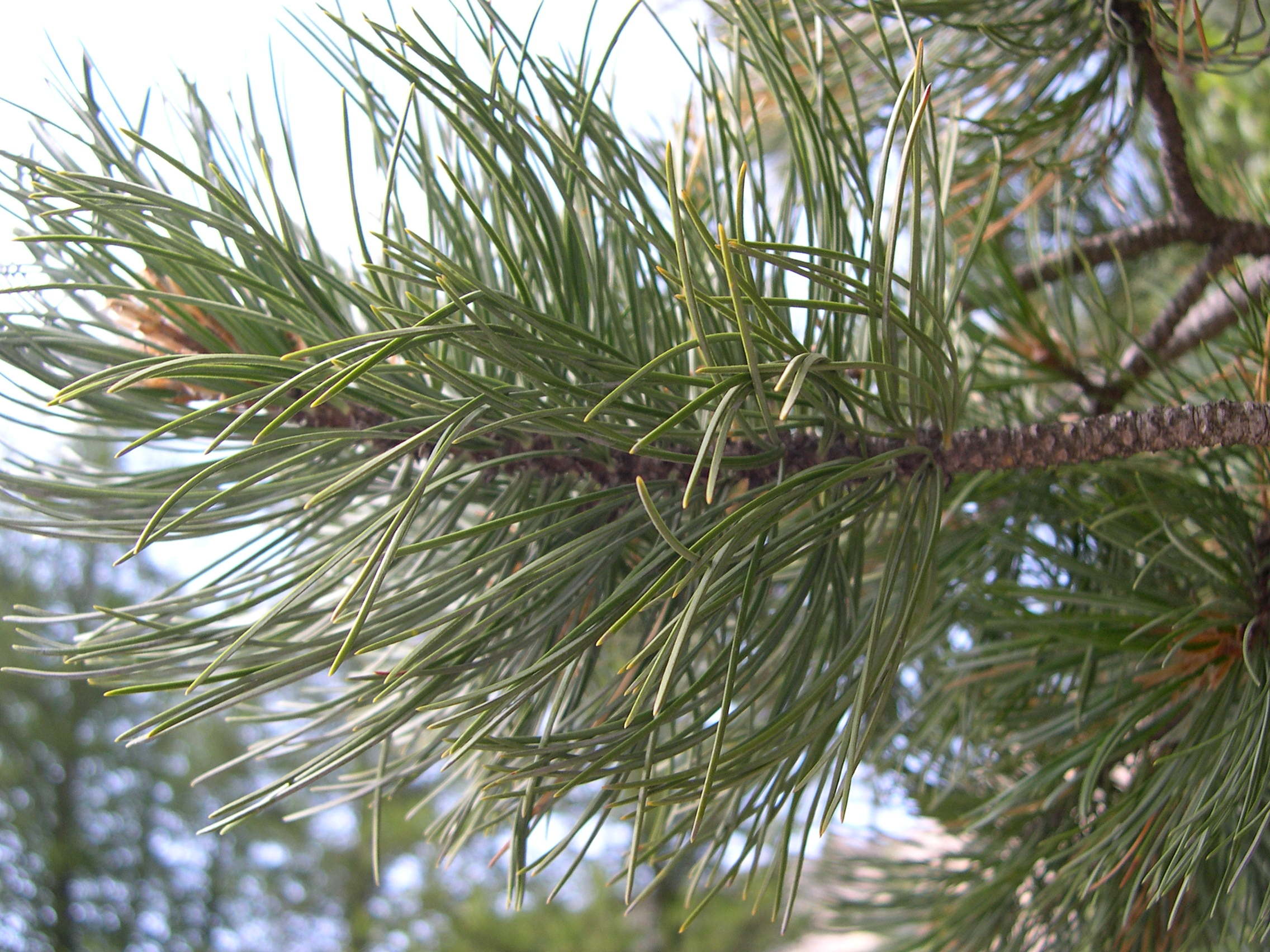 pinus_cembra2md