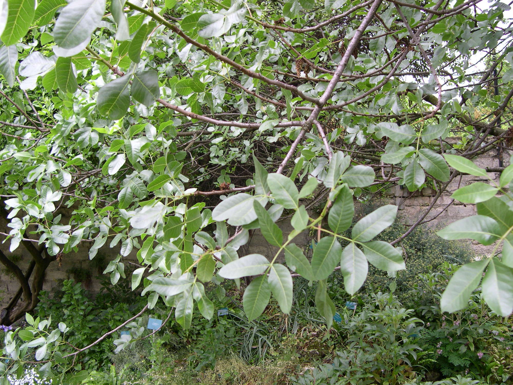 Afficher le média pistacia_vera2md pistacia_vera2md