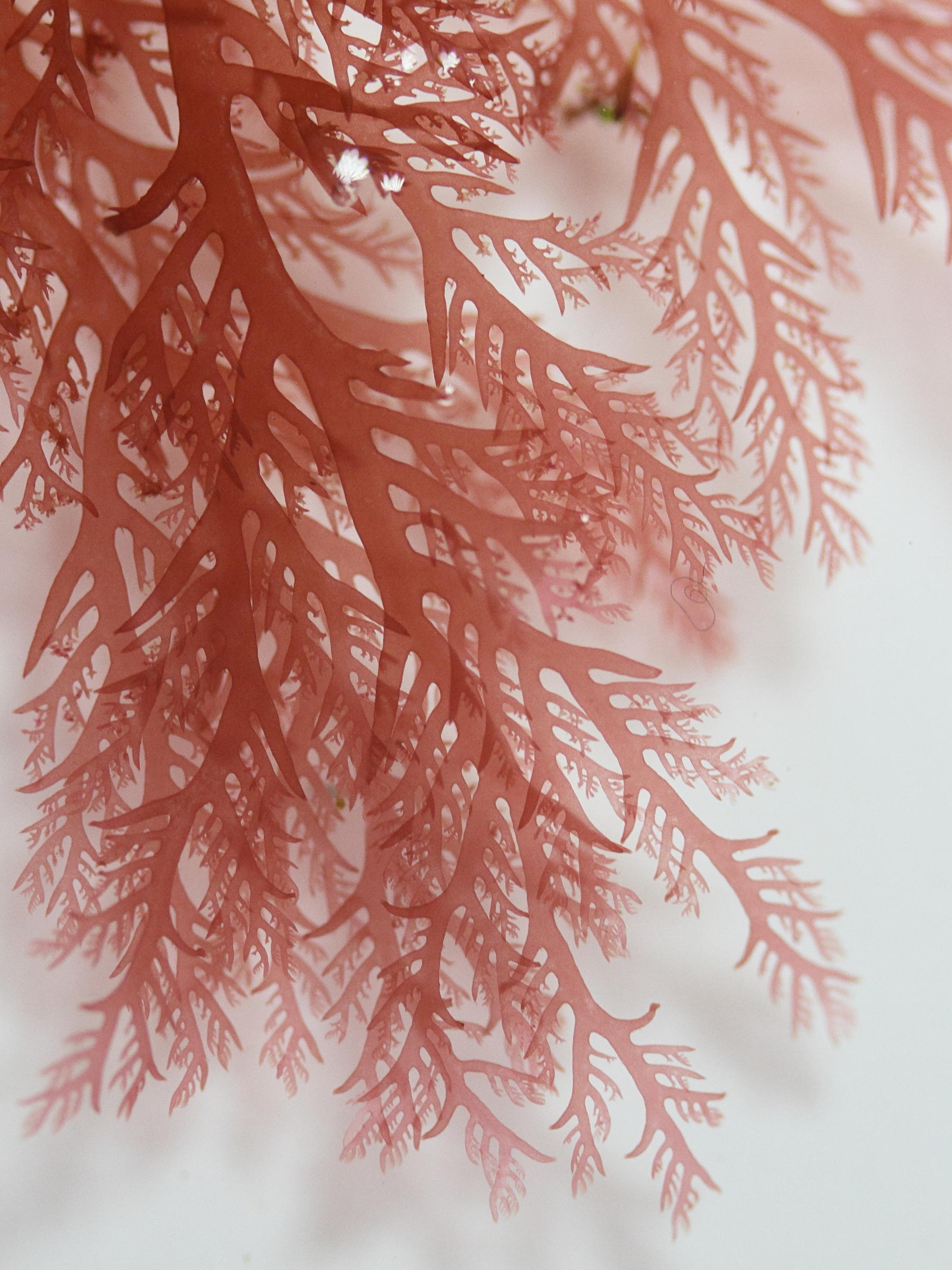 plocamium_cartilagineum2md