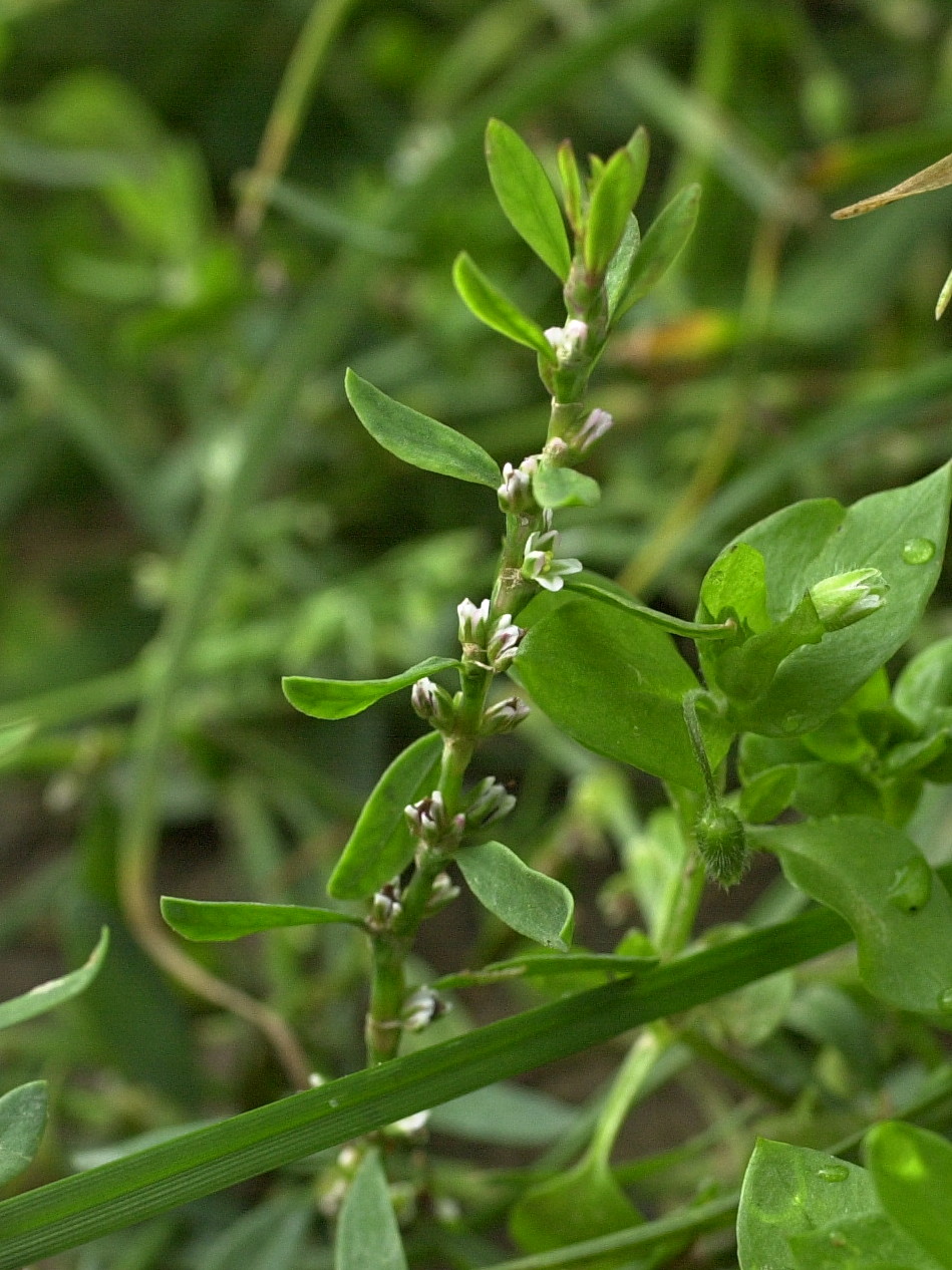 Afficher le média polygonum_aviculare1md polygonum_aviculare1md