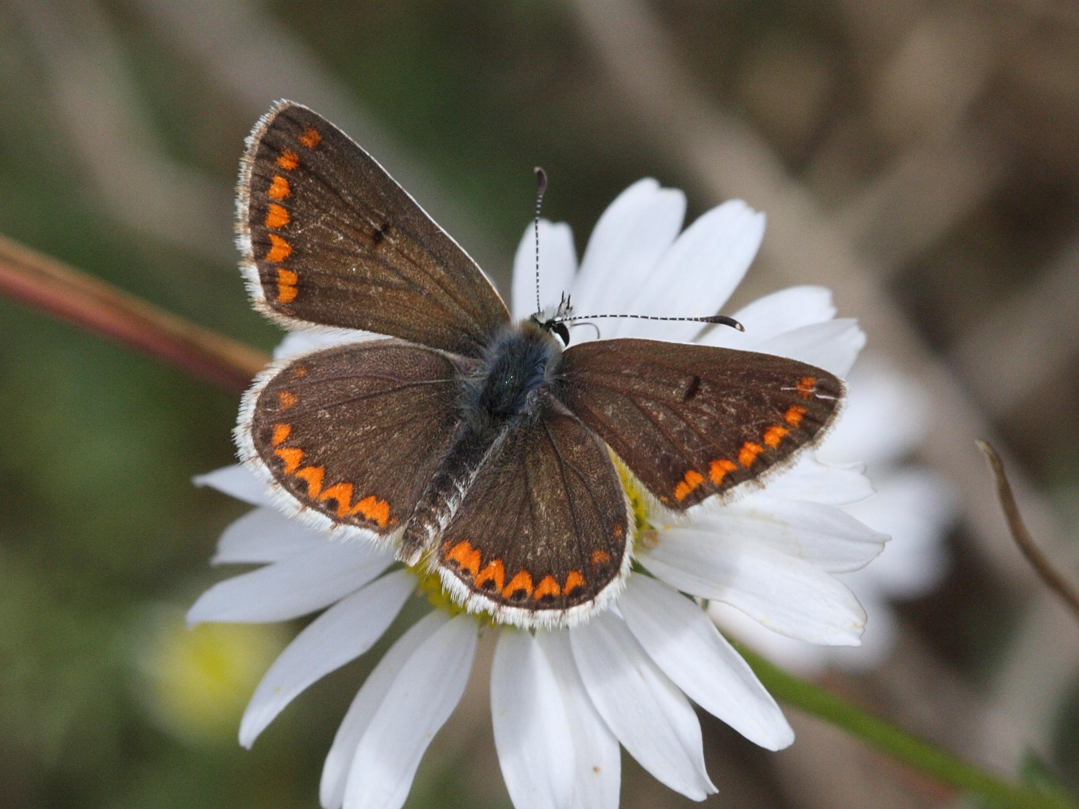 Afficher le média polyommatus_thersites2bd polyommatus_thersites2bd