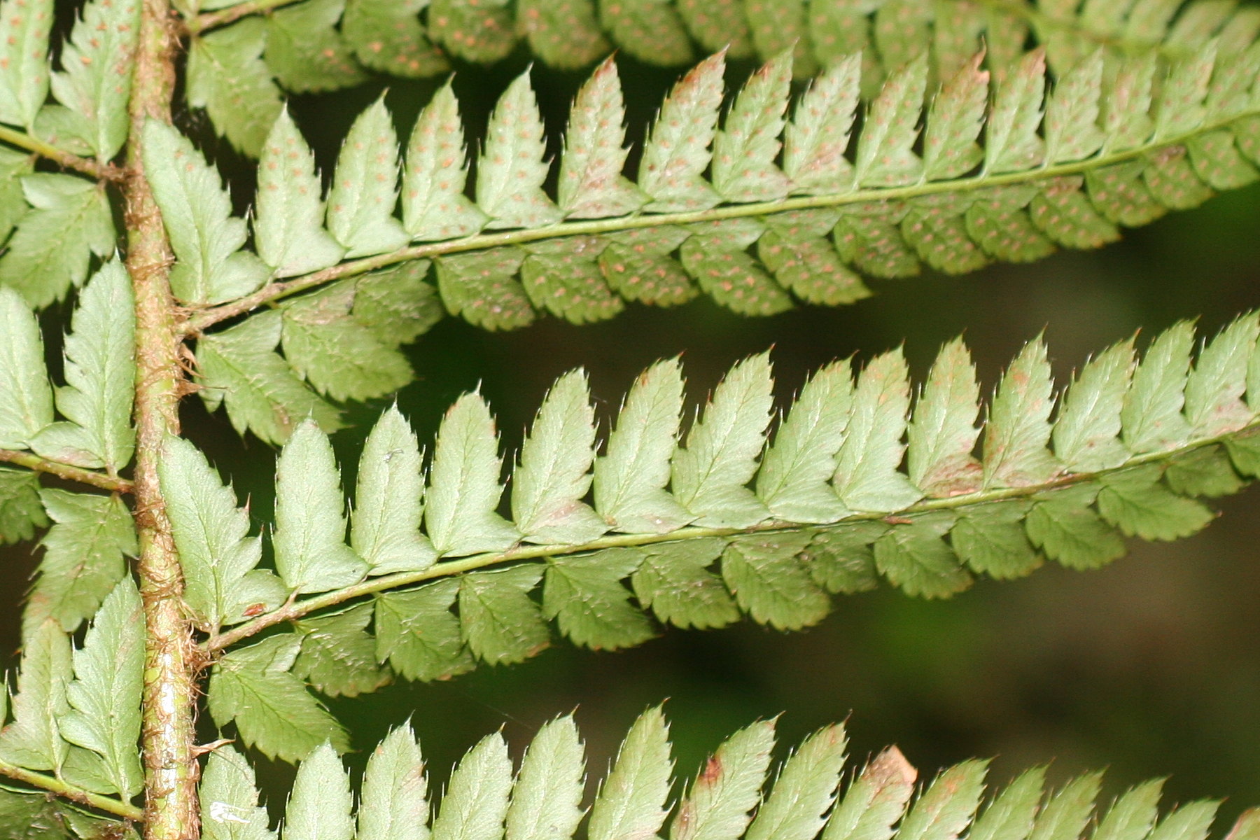 Afficher le média polystichum_x_bicknellii2md polystichum_x_bicknellii2md