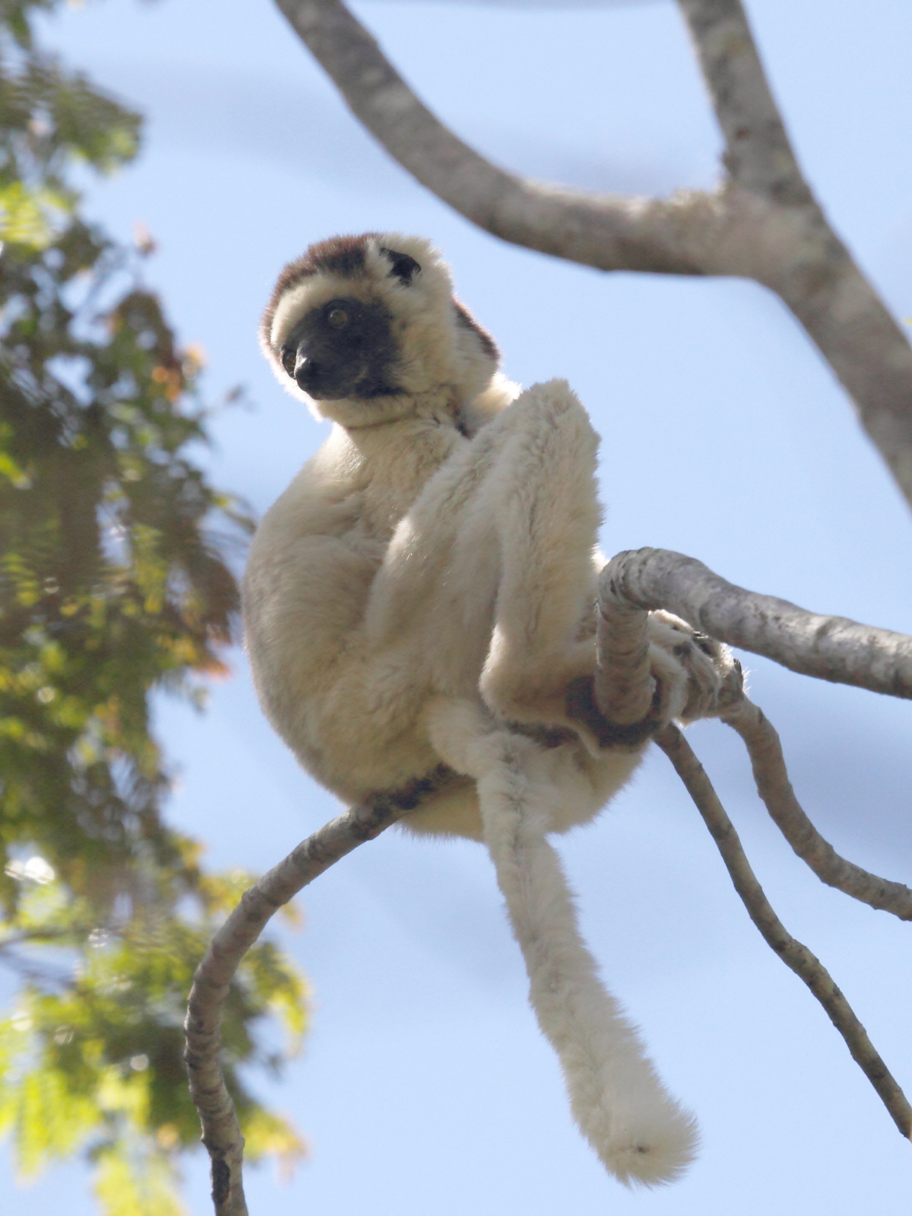 propithecus_verreauxi3bd