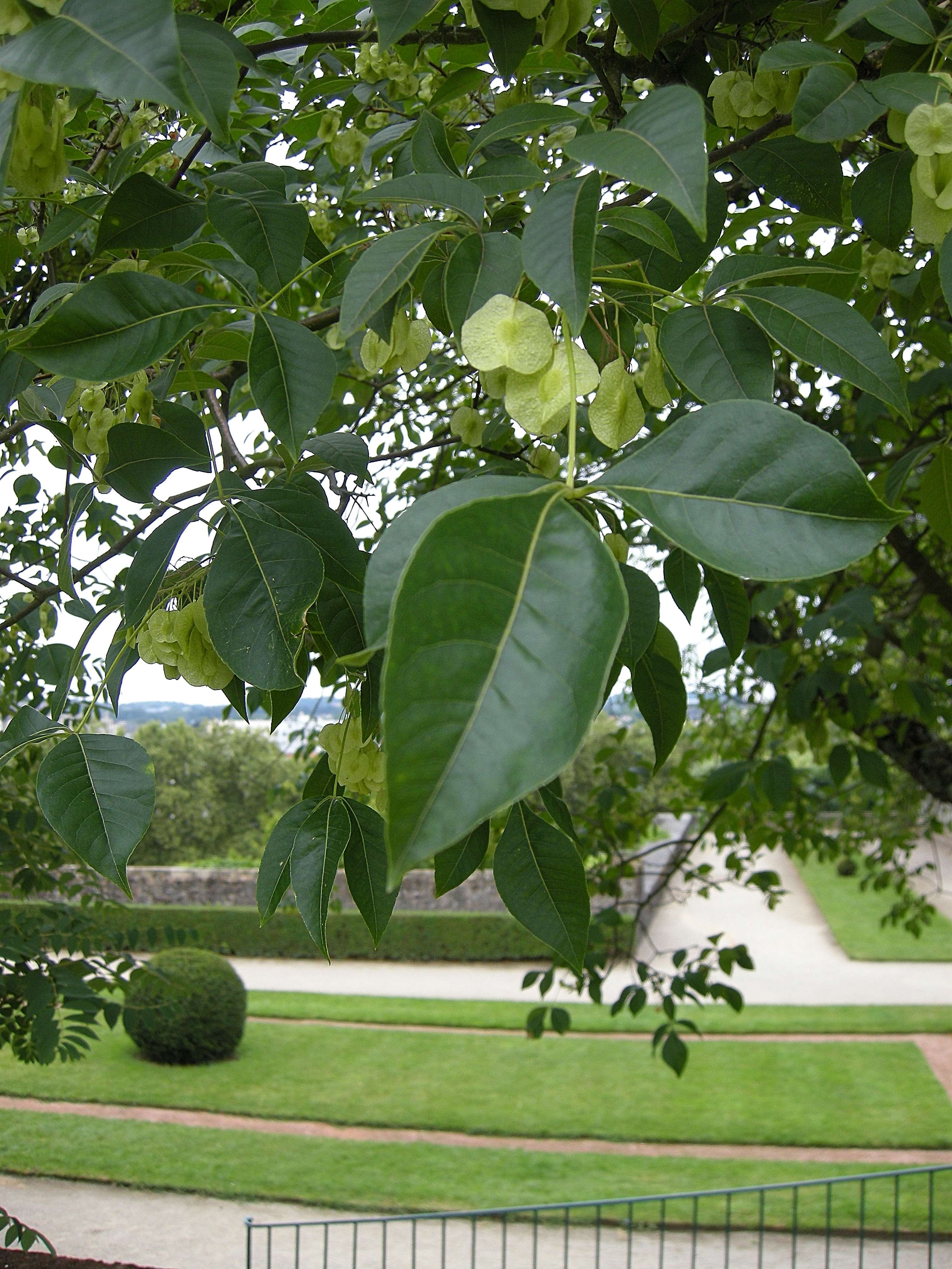 ptelea_trifoliata2bd