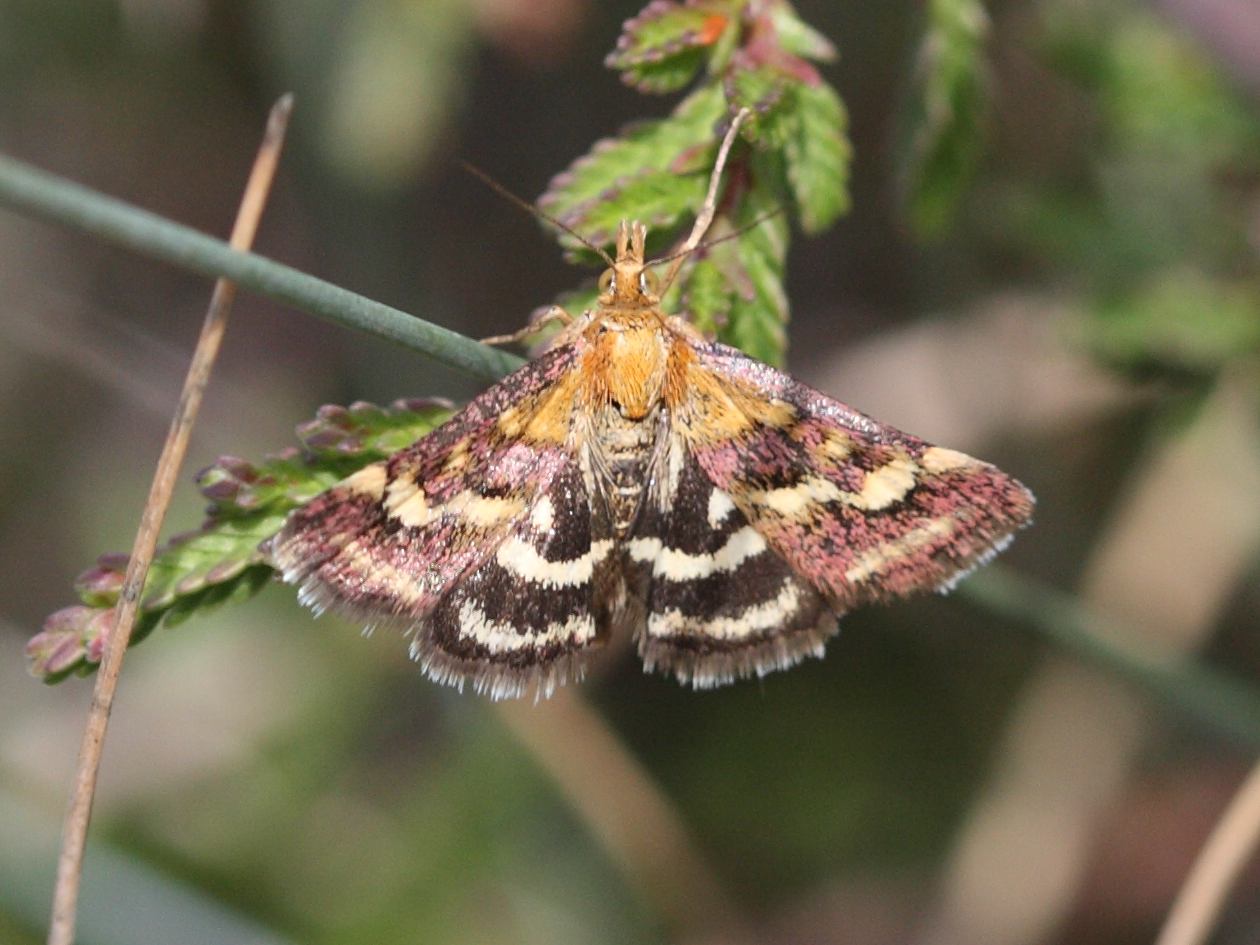 pyrausta_purpuralis4bd