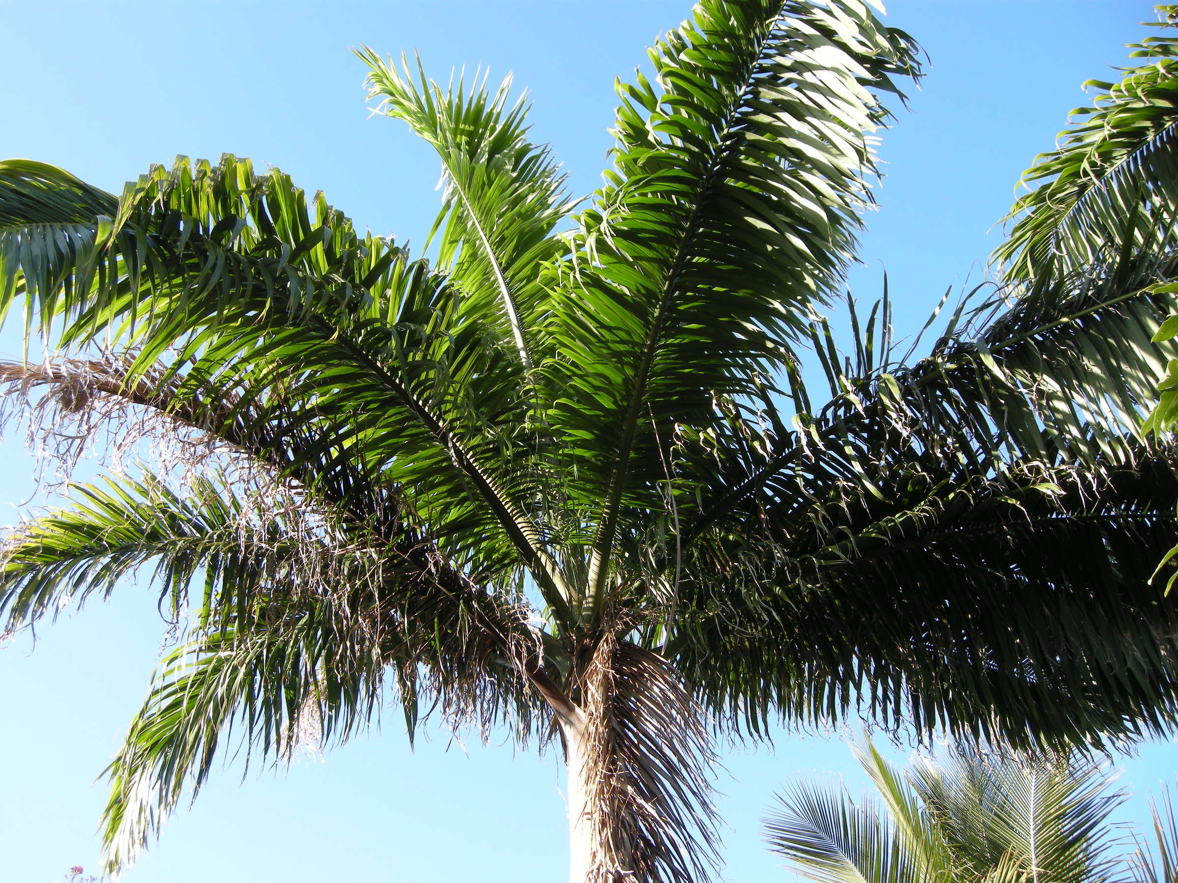 roystonea_oleracea3md