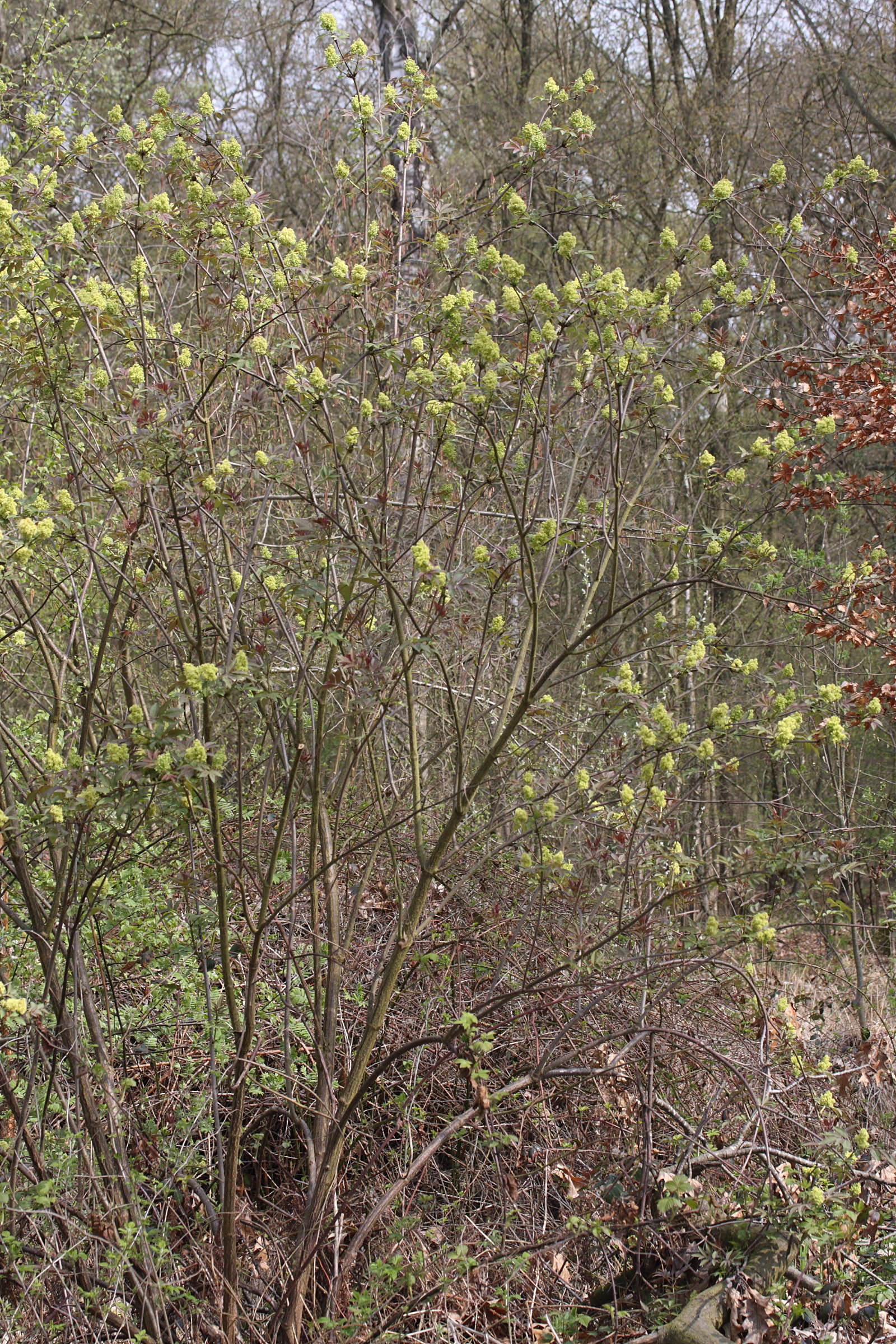 Afficher le média sambucus_racemosa3md sambucus_racemosa3md