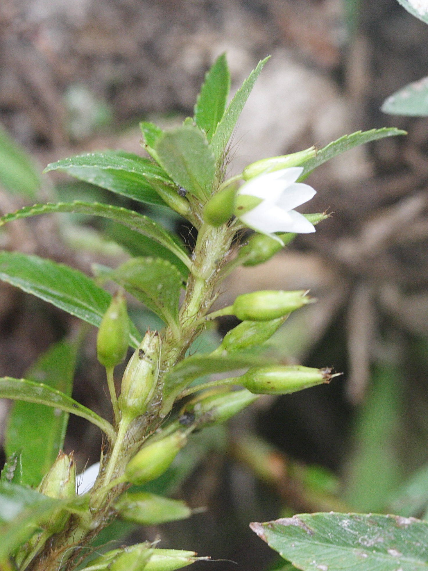 Afficher le média sauvagesia_erecta3md sauvagesia_erecta3md