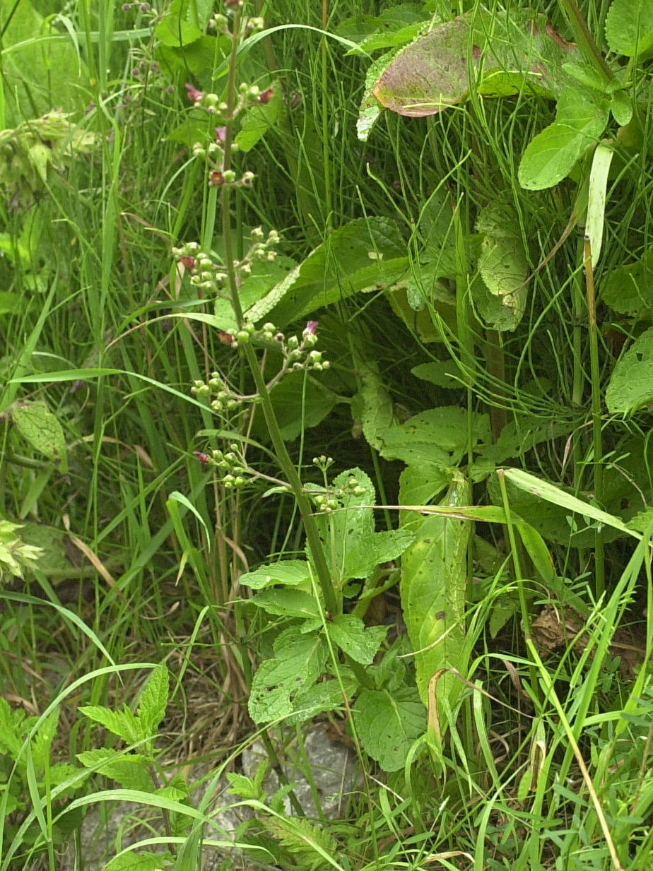 scrophularia_auriculata1bd