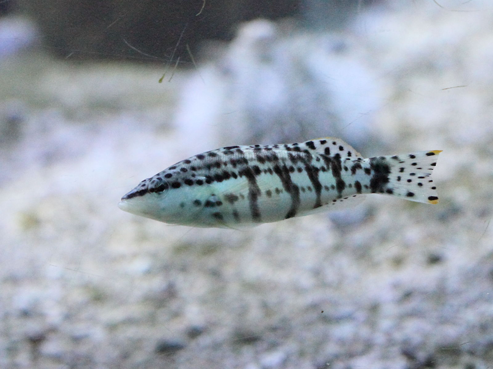 serranus_tigrinus1bd