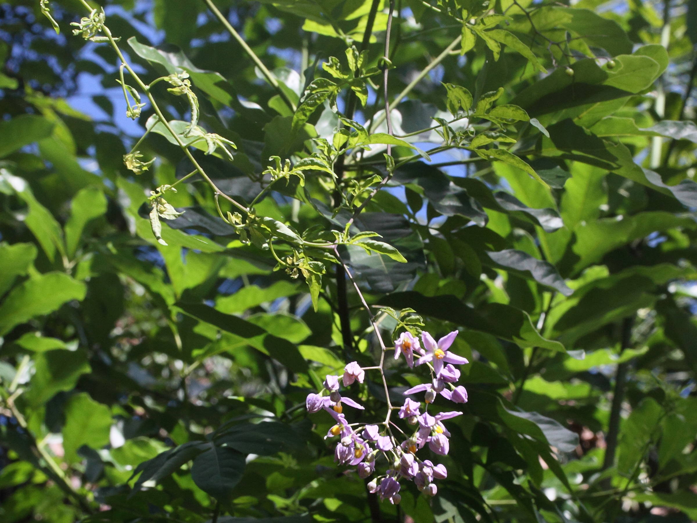 solanum_seaforthianum1md