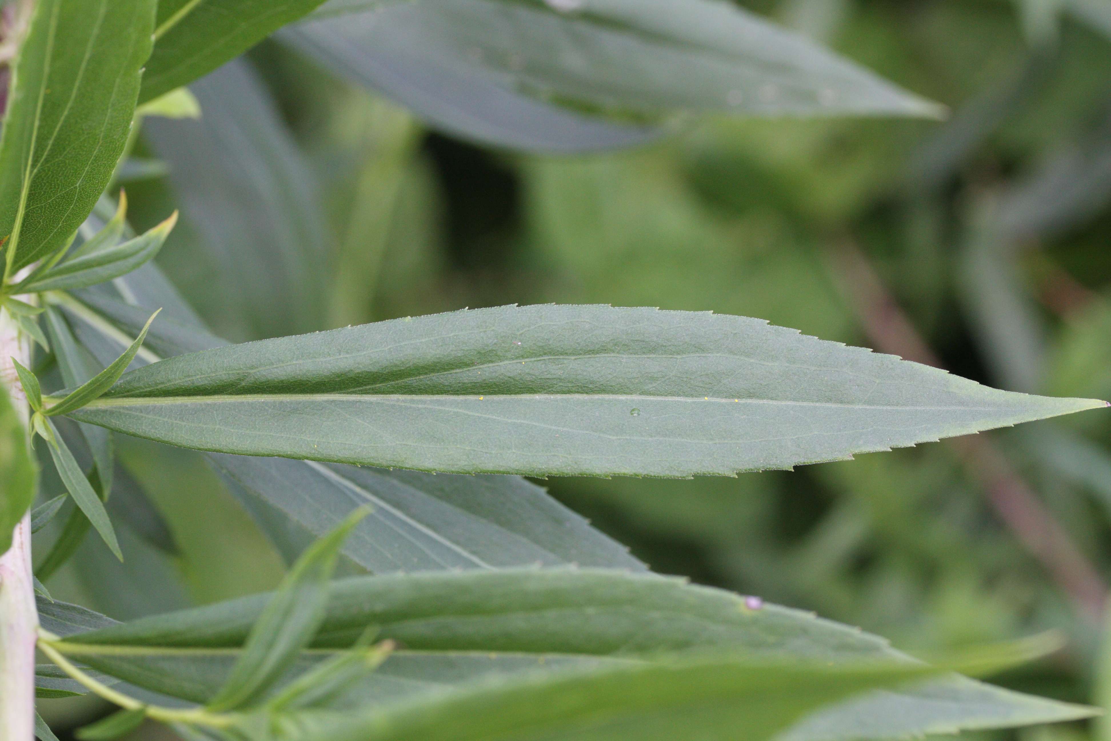 solidago_gigantea3md