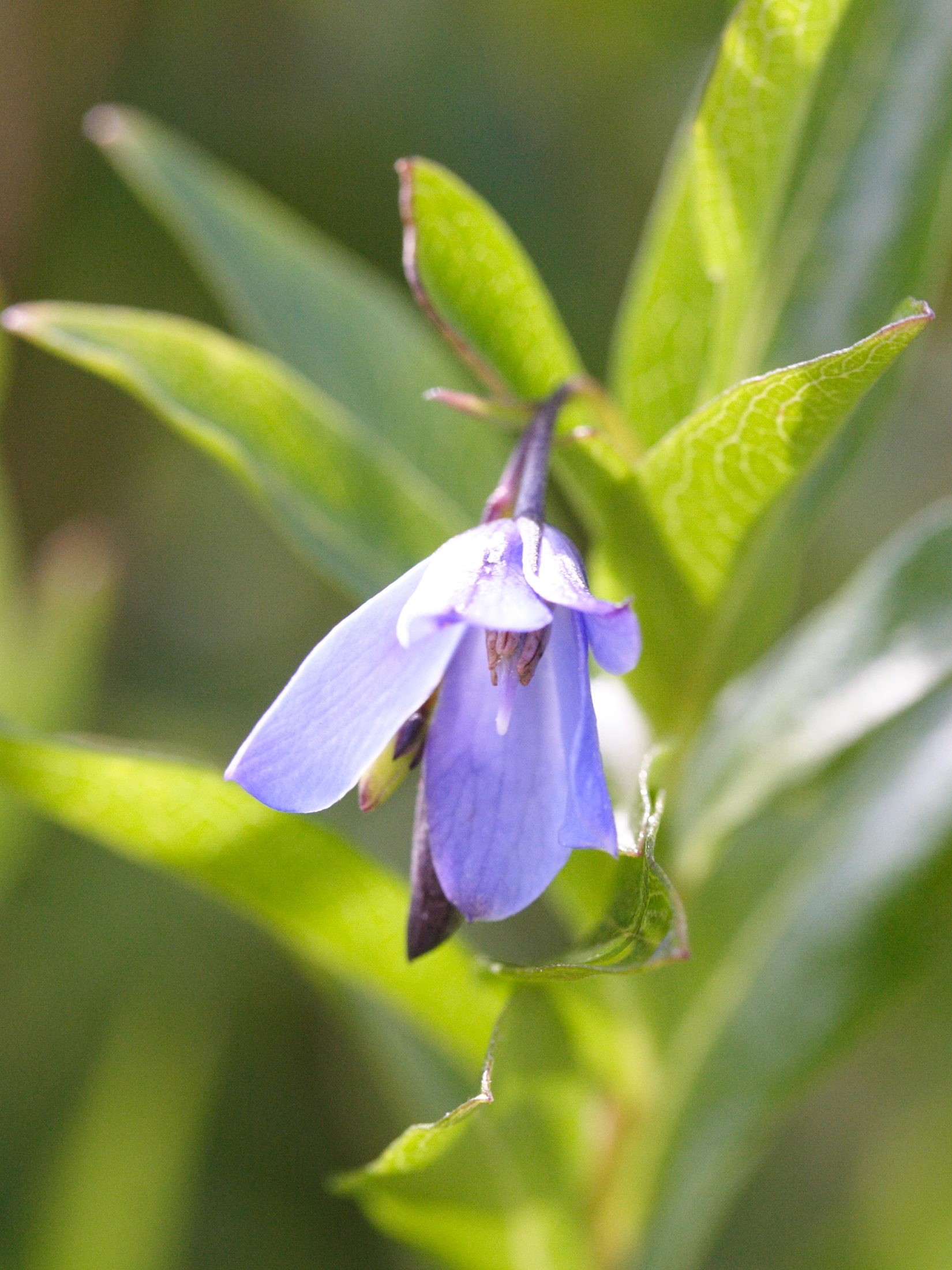 sollya_heterophylla2md